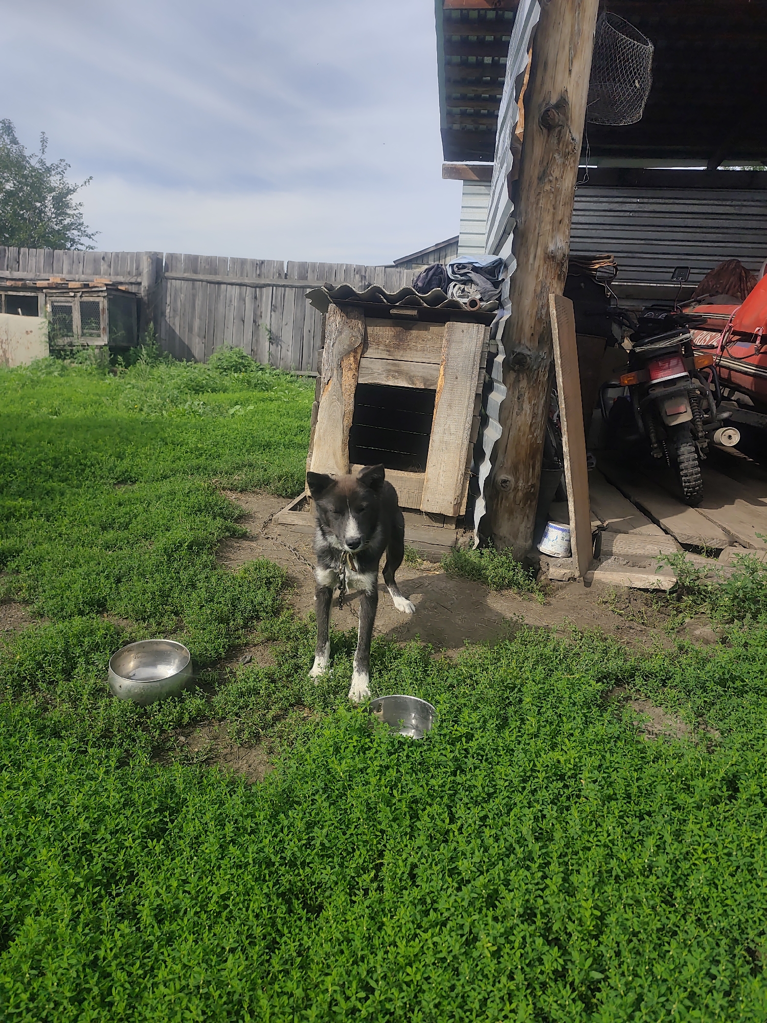 A medium-sized black and white dog with a chain around its neck stands in a grassy yard near a wooden dog house. Two metal bowls are placed in the grass in front of the dog. In the background, a wooden fence encloses the yard. To the right, a rustic wooden structure with a corrugated metal roof is visible, under which a red ATV and a motorcycle are parked. The scene appears to be in a rural or semi-rural setting, possibly a dacha or farm, consistent with locations like Verkhneusinskoye, Russia. The sky is partly cloudy.
