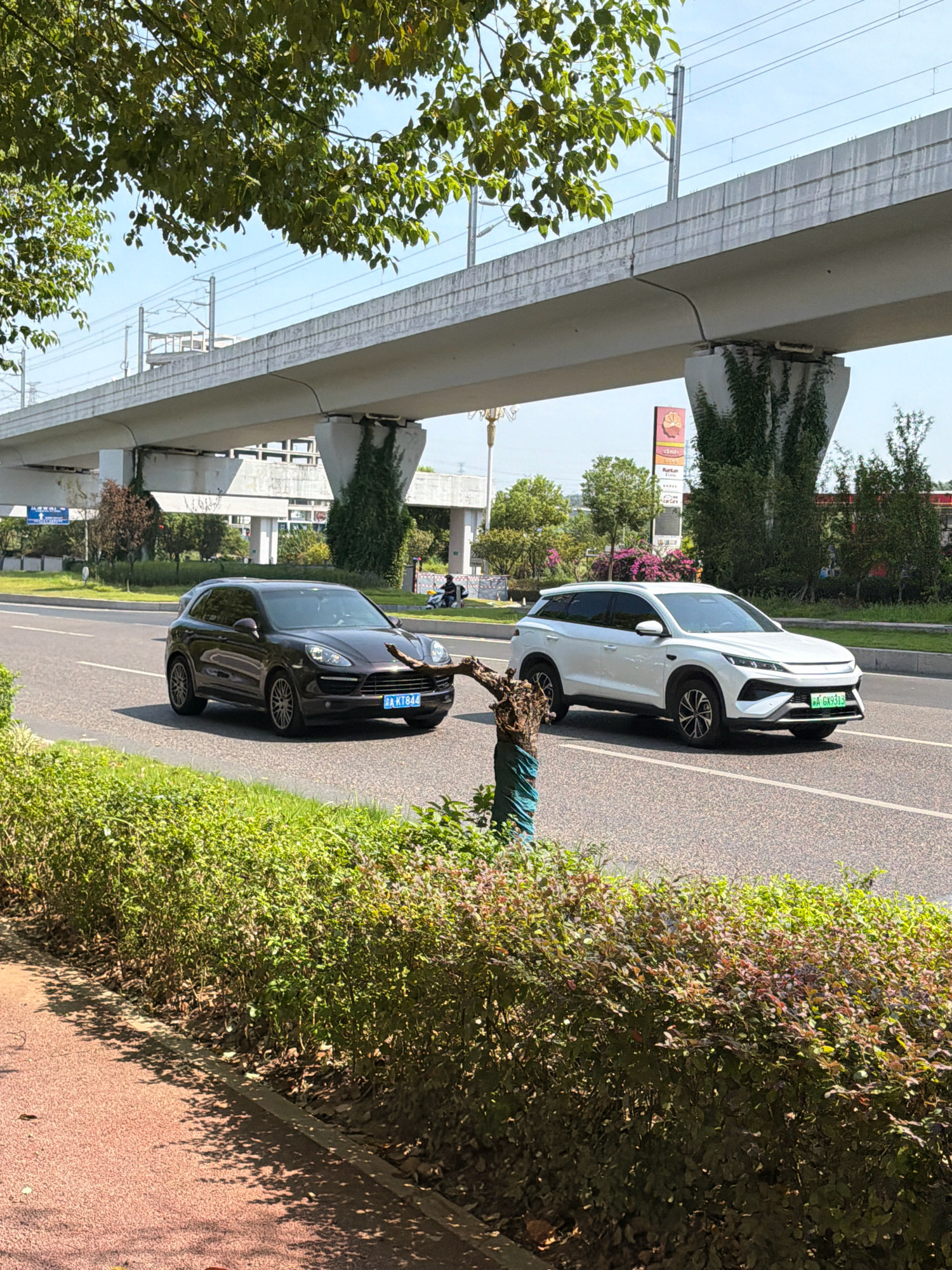 The image captures a street scene under a highway overpass, likely in the city of Jiangjin, China. Two vehicles are traveling on the asphalt road; a dark-colored SUV, possibly a Porsche Cayenne, is in the left lane, and a white SUV, possibly a BYD Tang, is in the right lane. The dark SUV has a license plate that reads "A KT844". The white SUV has a green license plate that reads "A GX9313".
In the background, the elevated highway structure is prominent, supported by large concrete pillars. Greenery, including trees and ivy, grows on and around the pillars, suggesting a well-maintained urban environment. Buildings and more trees are visible beyond the overpass. The sky is clear and blue.
In the foreground, a well-trimmed green hedge runs along the side of the road, separating it from a reddish-colored walking path. The walking path is partially shaded by the leaves of trees not fully visible in the frame. The overall impression is that of a bright, sunny day on a well-trafficked urban road.