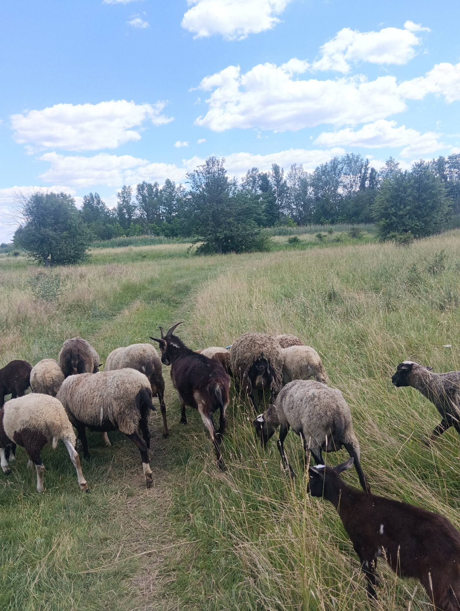 A herd of sheep and goats are grazing in a field on a sunny day with scattered clouds. The field is covered in tall dry grass, and a dirt path winds through it. In the background, there are trees and a line of bushes. The animals are mostly facing away from the camera, showing their backsides. One goat with horns is visible in the center of the herd, facing left. A dark-colored goat is in the foreground, facing right.
