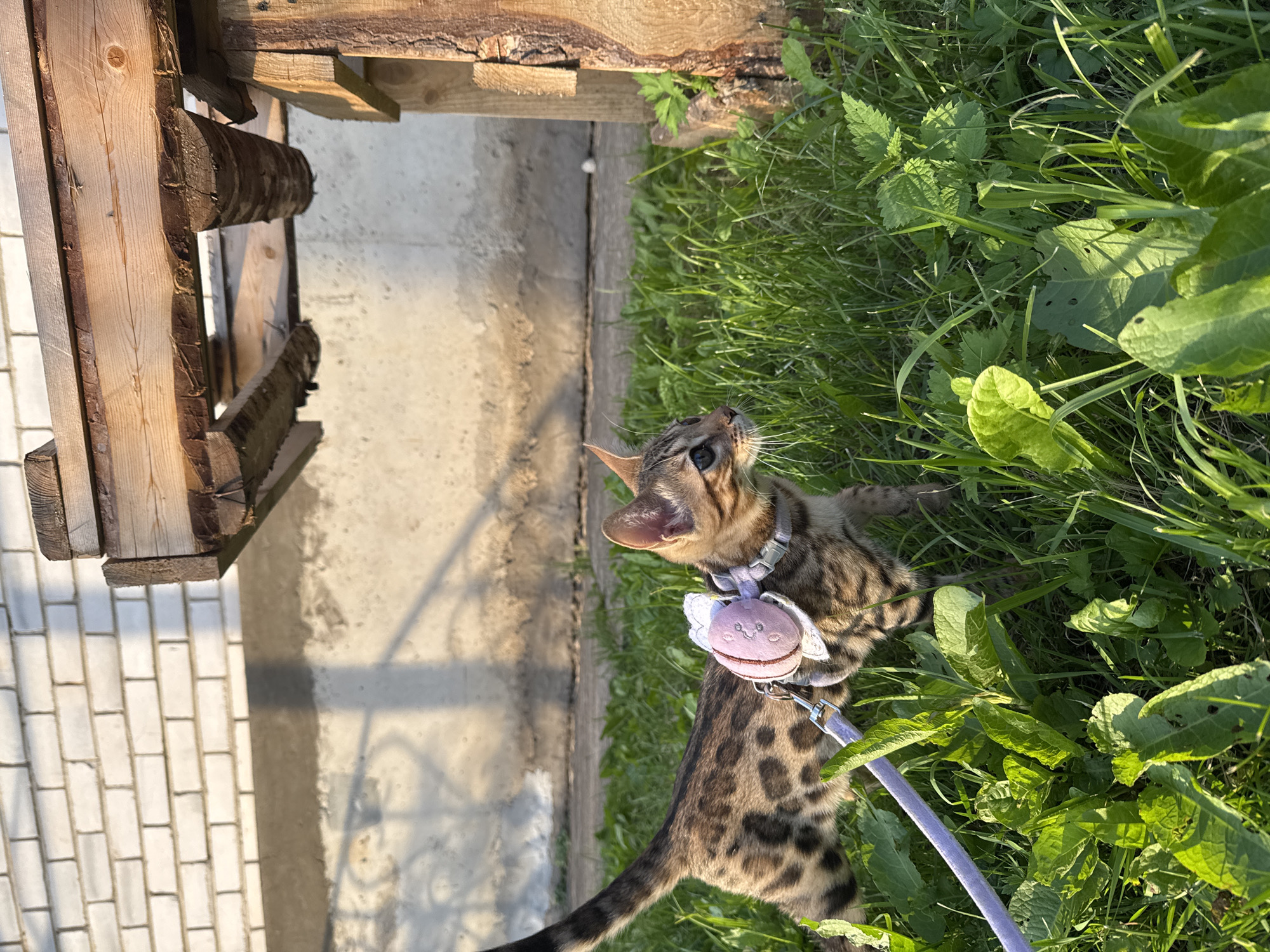 A Bengal cat, wearing a harness with a pink bow, walks through tall green grass in the backyard of a house in Rzhev, Russia. The cat is facing right, with its tail extended behind it. A wooden structure, possibly a shelf or a table, is visible in the background, supported by thick wooden posts. A white brick wall is also present in the background. The sun is shining, casting shadows on the ground. The overall scene is peaceful and natural, suggesting a warm day outdoors.