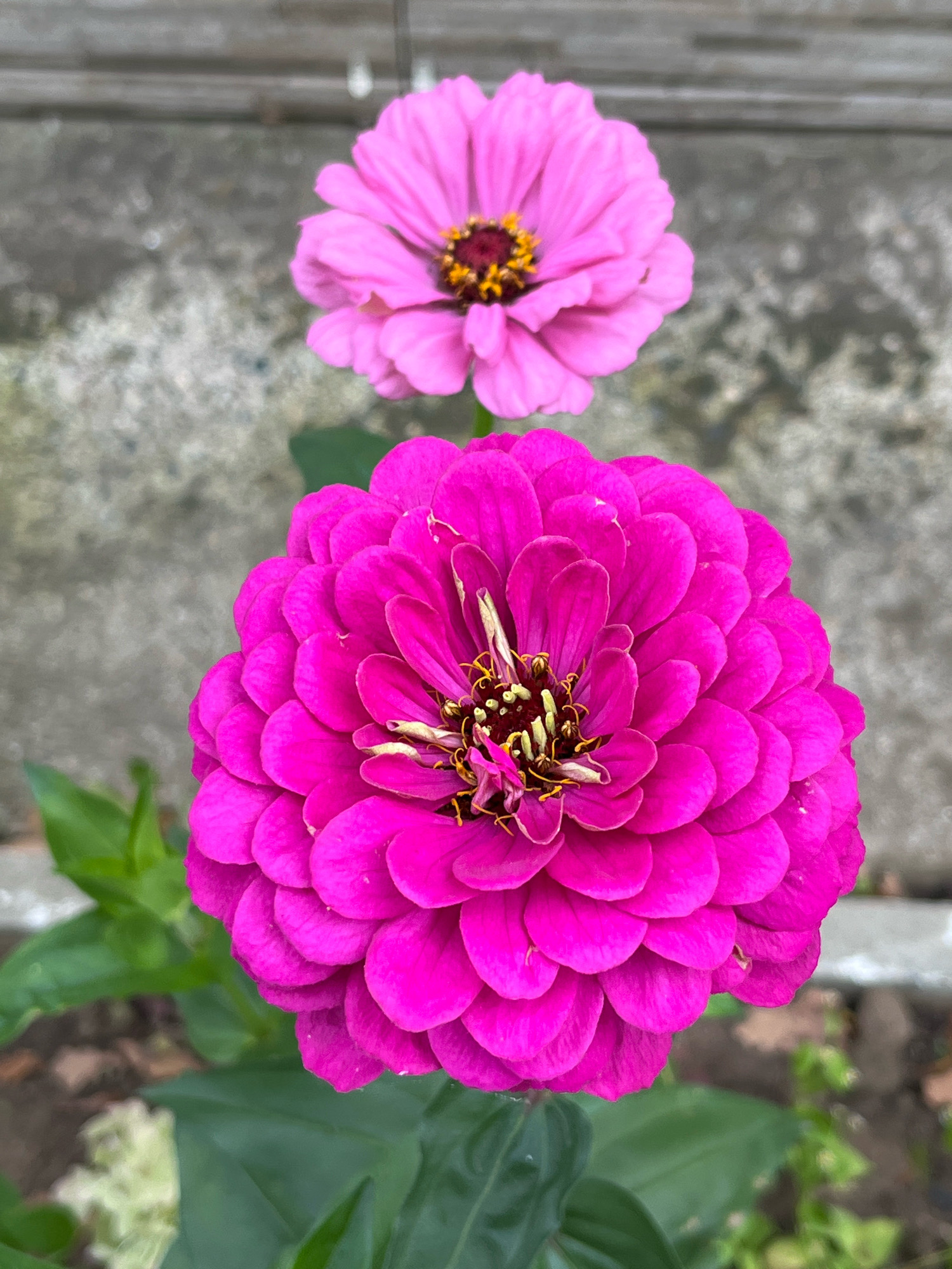 This is a close-up, vertical, eye-level outdoor photograph featuring two zinnia flowers in bloom. The foreground is dominated by a large, vibrant fuchsia zinnia, its layered petals tightly packed and facing the viewer. The center of this flower reveals a cluster of yellow stamens. Behind and slightly above it, a smaller, lighter pink zinnia is visible, also in focus, with a dark center surrounded by yellow. The flowers are set against a blurry background of greyish, textured concrete or pavement, possibly a wall or sidewalk. Green leaves are visible at the bottom and left of the frame, suggesting they are part of the same plant or in close proximity. The lighting appears natural, creating soft shadows and highlighting the textures of the petals. The scene is devoid of any human presence or activity. The photograph was taken in Chaikovsky, Russia.