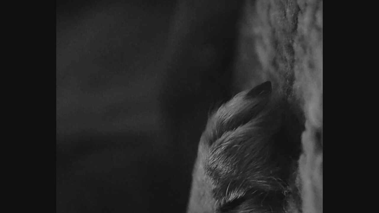 A close-up, black and white photograph captures the left paw of a dog resting on a textured surface. The paw is covered in fur, with distinct toes and dark nails visible. The background is out of focus, creating a soft bokeh effect with dark, shadowy tones. The overall impression is one of stillness and quiet repose.