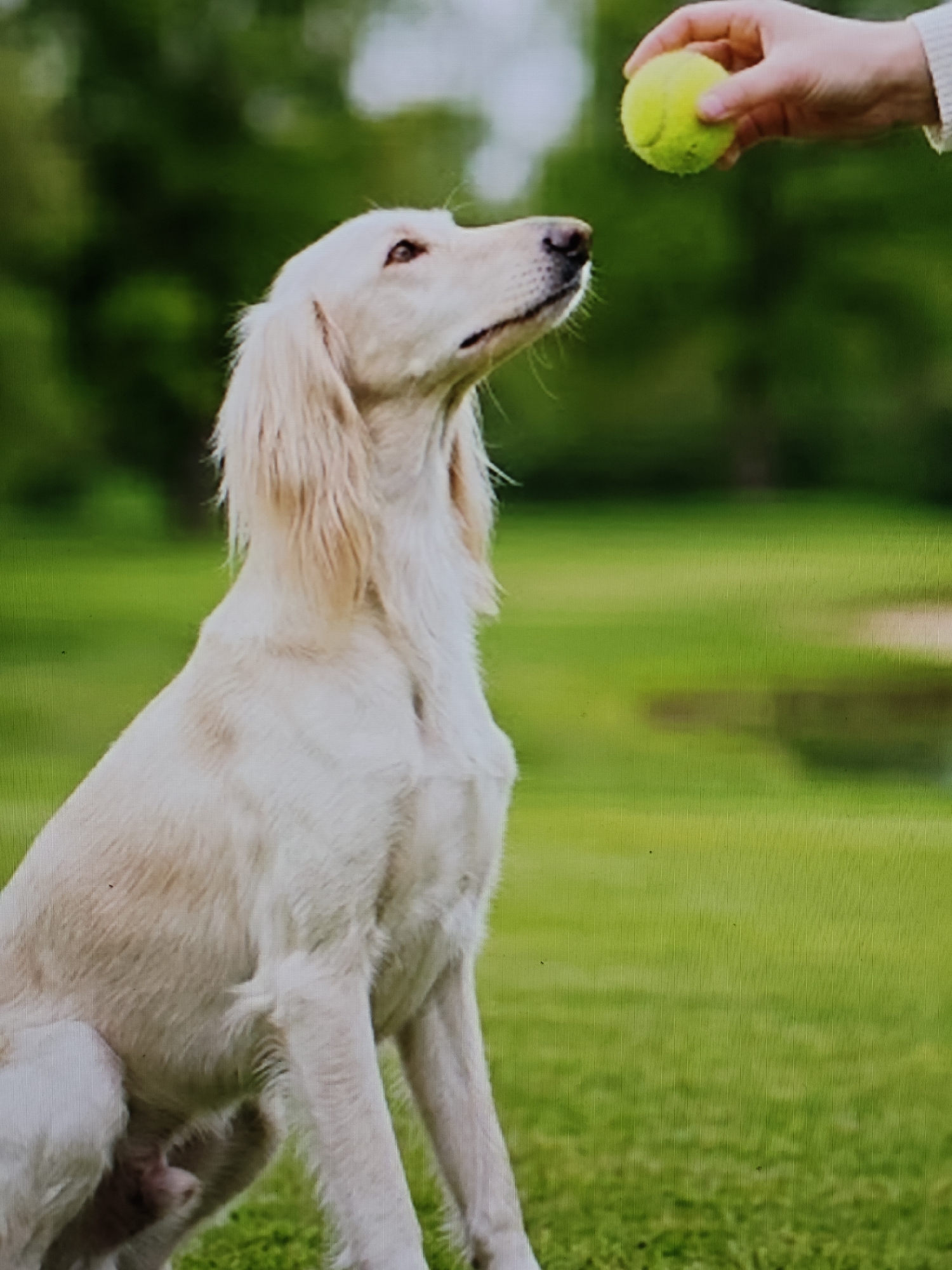 A light-colored dog sits on a green grassy field, looking up at a human hand holding a yellow ball. The dog has long, floppy ears and a slender snout. The background is blurred, with hints of green foliage. The scene appears to be outdoors, possibly in a park or backyard. The lighting is natural, suggesting daytime.