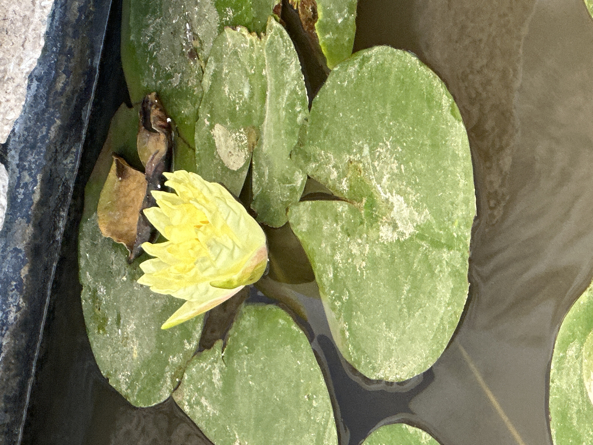 A close-up, overhead shot captures a partially opened yellow water lily bloom floating on dark water. The lily is surrounded by several large, flat, green lily pads, some of which show signs of wear and tear, with browning edges and specks of white debris. In the background, a dark, textured border, possibly the edge of a pond or basin, is visible. The scene is illuminated by natural light, casting subtle shadows on the water. The image appears to be taken in an outdoor setting within the Zvulun Regional Council, Israel, likely in a garden or park with a water feature.