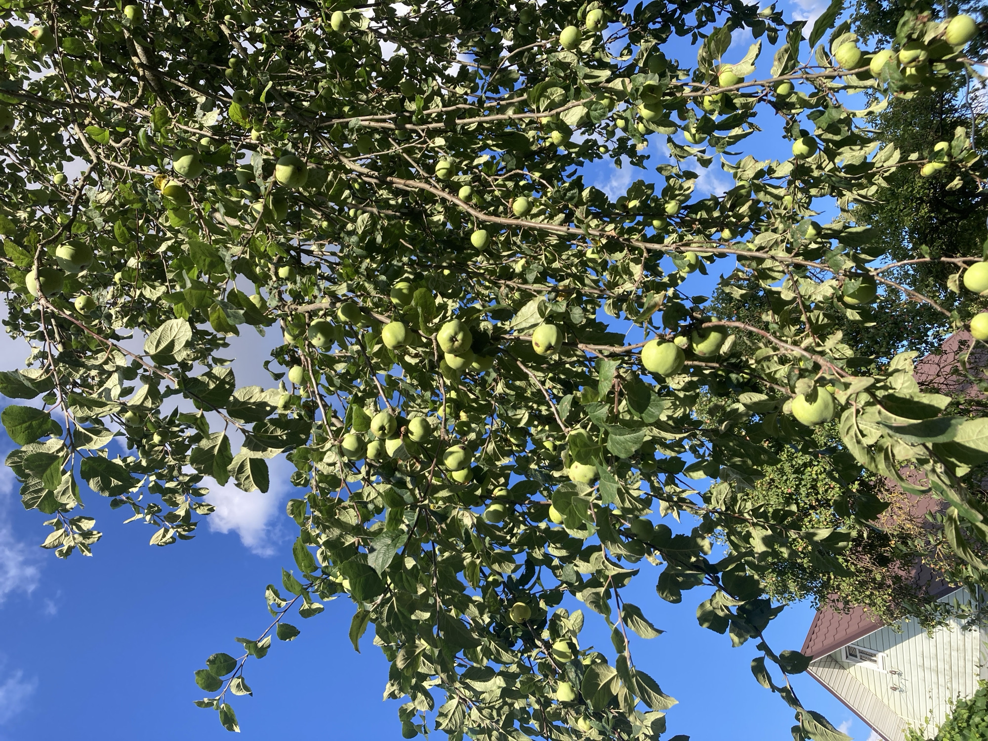 The image captures a view of an apple tree laden with green apples, set against a vibrant blue sky with scattered white clouds. The branches of the tree are densely packed with leaves and fruit, some of which are visible in the foreground and middle ground. In the lower left corner, a portion of a house is visible, featuring a brown tiled roof and light-colored siding with a window. The architectural style suggests a residential building. The overall scene depicts a natural setting with a hint of human habitation, likely in a rural or suburban area. Based on the provided location of Жодзінскі сельскі Савет, Belarus, it can be inferred that this is a domestic orchard or garden within that region. There are no people visible in the image.