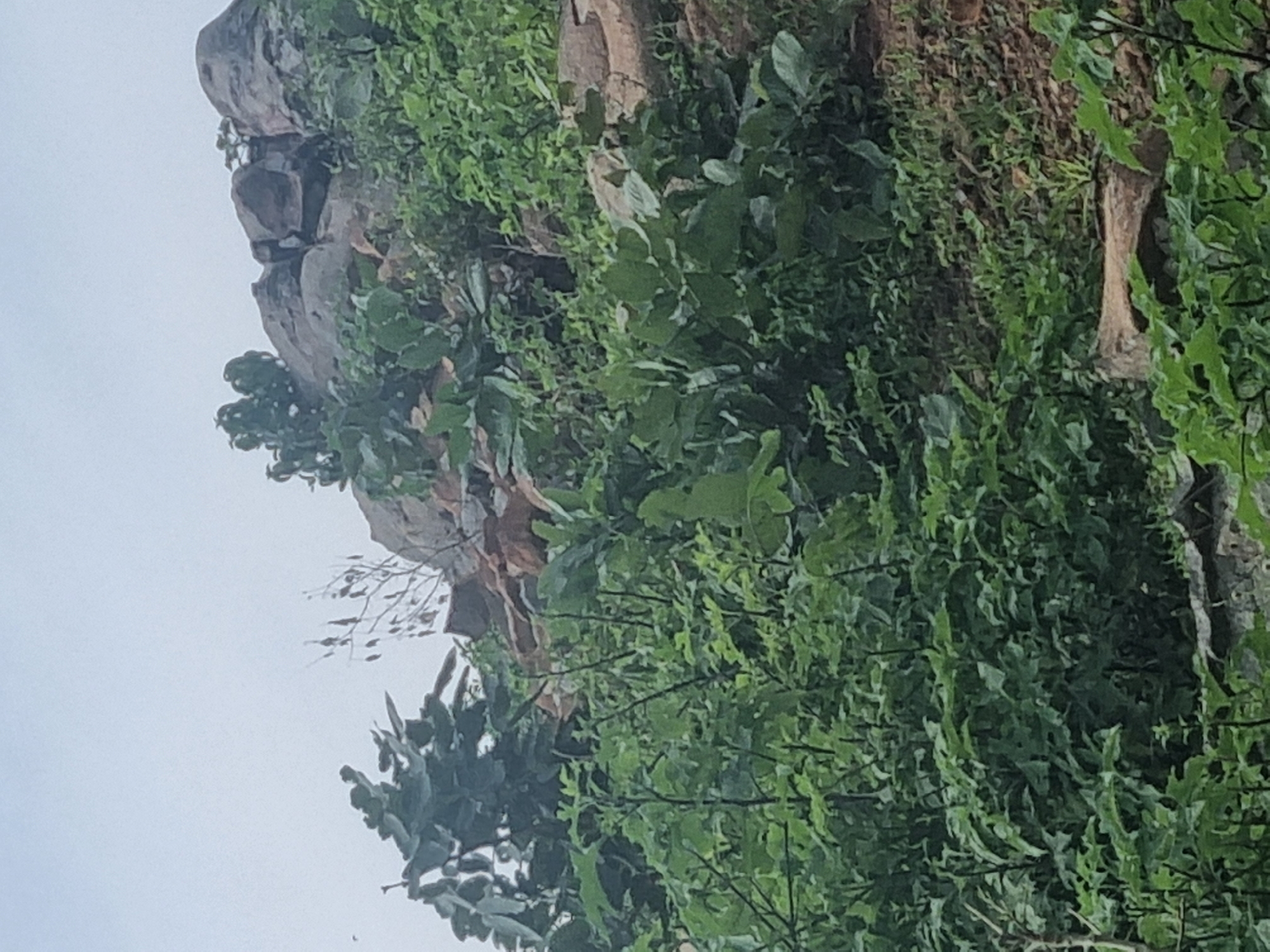 The image depicts a natural scene on a cloudy day, likely a rocky, overgrown hillside. The foreground is dominated by lush green foliage, with large, broad leaves and thinner, branching stems. These plants are densely packed, creating a thick undergrowth that obscures much of the ground.
Further up the hillside, large, rough-hewn rocks form a rugged landscape. These rocks are gray and brown, with varied textures and shapes, some appearing rounded and others more jagged. Vegetation continues to grow around and between the rocks, with smaller plants and grasses interspersed.
In the background, the sky is overcast and appears a pale, hazy gray, suggesting either a rainy or foggy condition. There is no clear indication of human activity, structures, or man-made objects within the frame. The overall impression is one of a wild, untamed natural environment. Without additional context or landmarks, it is impossible to definitively place this scene within the city of Jos, Nigeria, or any specific location.