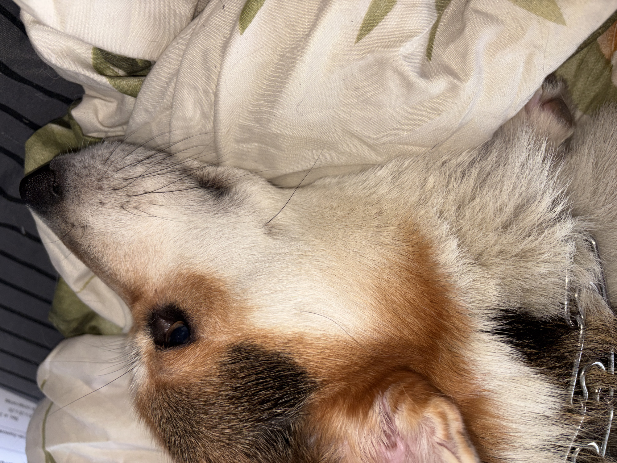 A close-up shot shows a dog lying on bedding. The dog's fur is a mix of white, brown, and black. Its nose is black, and an eye is partially visible. The bedding appears to be patterned. The dog is the primary subject of the image. There's no indication in the image that it was taken in Izhevsk, Russia, or any information about people, objects, or actions other than those described.