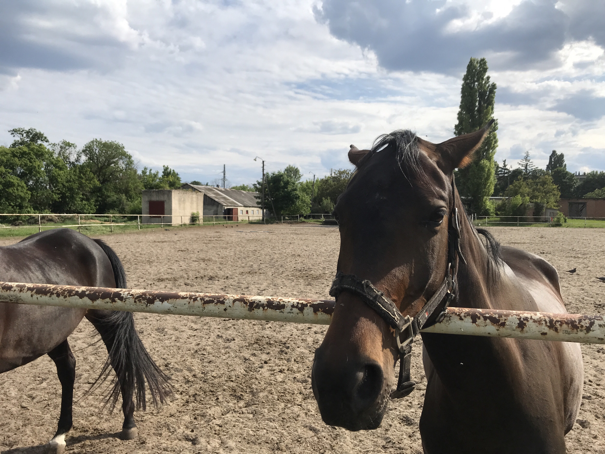This image depicts two horses in an outdoor paddock or riding arena under a partially cloudy daytime sky. The scene is set in a rural or semi-rural environment, consistent with a horse farm or equestrian center in Kharkiv, Ukraine.
In the foreground, a dark brown or bay horse is positioned centrally, looking directly towards the viewer with its head slightly lowered. It wears a black halter. A rusty, light-colored metal fence rail runs horizontally across the mid-ground, partially obscuring the horse's neck and chest, suggesting the horse is behind or leaning over the fence. To the left, the hindquarters and tail of a second, similarly colored horse are visible behind the fence.
The ground of the paddock is dry, light brown dirt, showing textured patterns and some hoof prints. In the background, beyond the paddock, a line of lush green trees stretches across the horizon. A tall, slender tree, possibly a poplar, stands out against the sky on the right side. Behind the trees, a low-rise building with a dark roof and light-colored walls, resembling a stable or barn, is visible. Utility poles and lines can also be seen further in the distance.
The sky is filled with scattered white and grey clouds, indicating partly overcast weather. The overall lighting is bright but diffused, suggesting either morning or late afternoon, or simply a day with significant cloud cover. The horses appear calm. No visible text is present in the image.