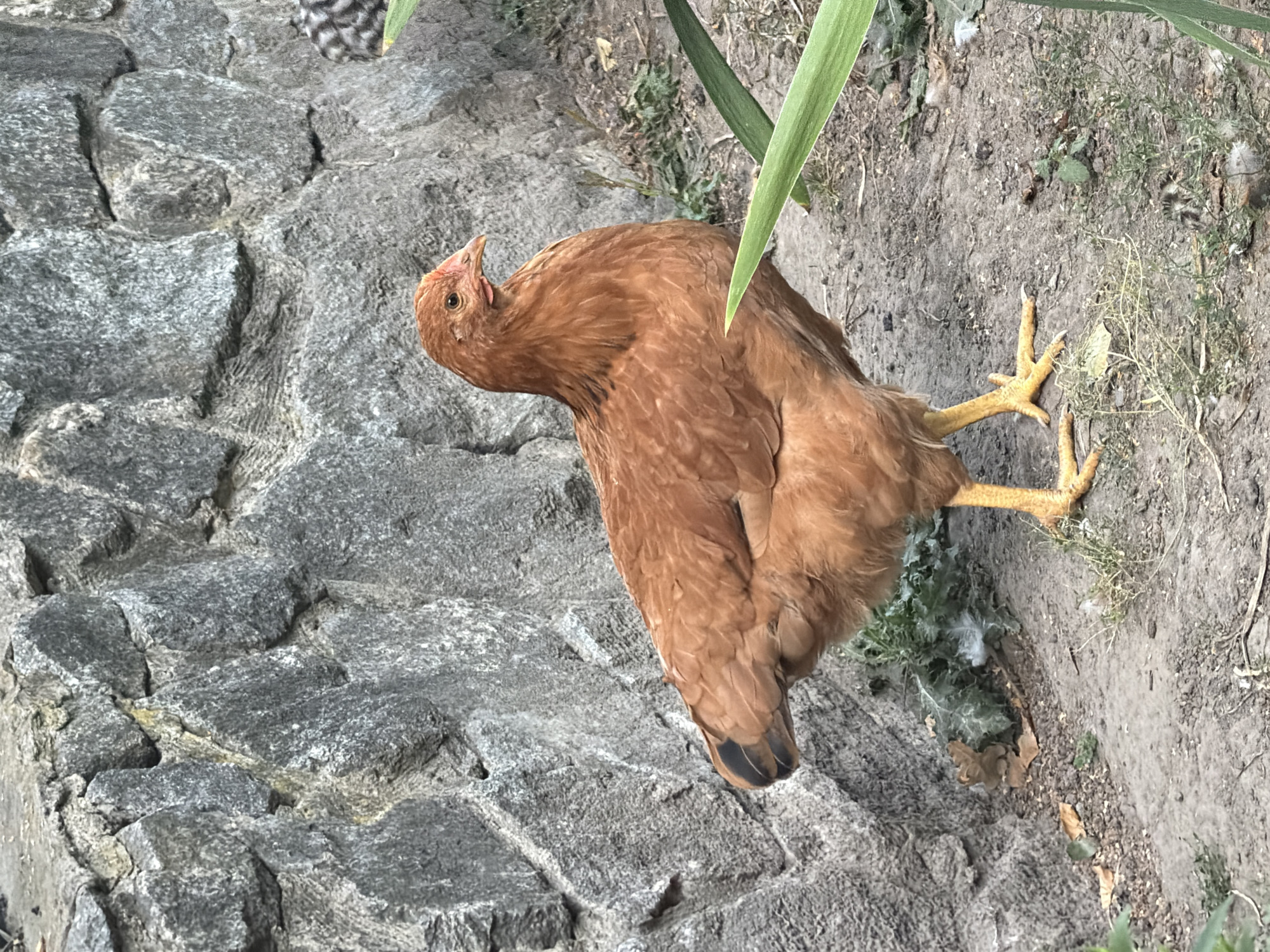 A brown chicken stands on the dirt ground in front of a stone wall. The wall is made of large, gray, irregular stones and appears to be part of an outdoor enclosure. The chicken is facing to the right, with its head turned slightly towards the camera. Its feathers are a uniform brown color, and its legs and feet are bright yellow. Some green plants are visible in the foreground and background, and there are a few fallen leaves on the ground. The scene is outdoors, likely in a rural or semi-rural setting. No specific location within the city of Polonne, Ukraine is discernible from the image alone.