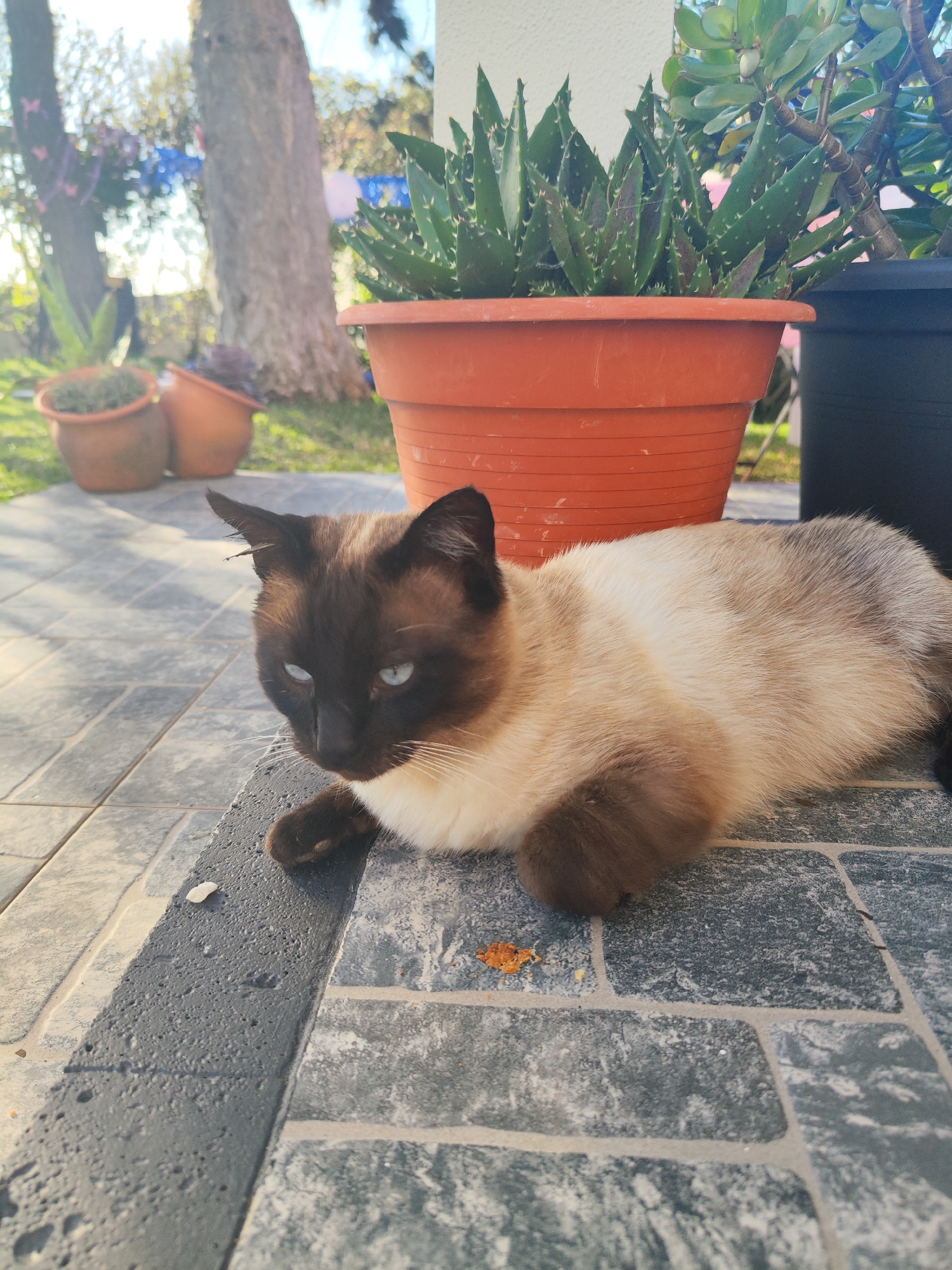 A Siamese cat lies on a tiled patio in Ribeira Grande, Portugal. The cat has dark brown points on its face, ears, and paws, with a lighter tan body. It is positioned near a large terracotta pot containing an aloe vera plant, with additional terracotta pots visible in the background. The patio tiles are gray and textured. The background includes greenery, suggesting a garden setting. The scene is captured in natural daylight.