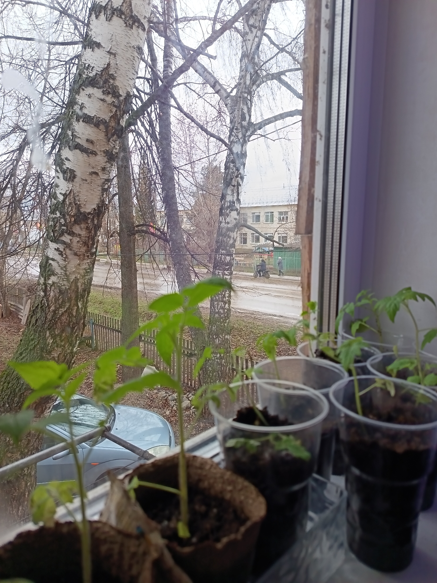 From inside a building in Osa, Russia, a window view includes several small plants growing in containers on a windowsill, a road with people on a motorbike, and a building across the street. A light blue car is partially visible through the plants. Birch trees without leaves are on the left side of the frame. A wooden fence runs along the property line. The sky is overcast.