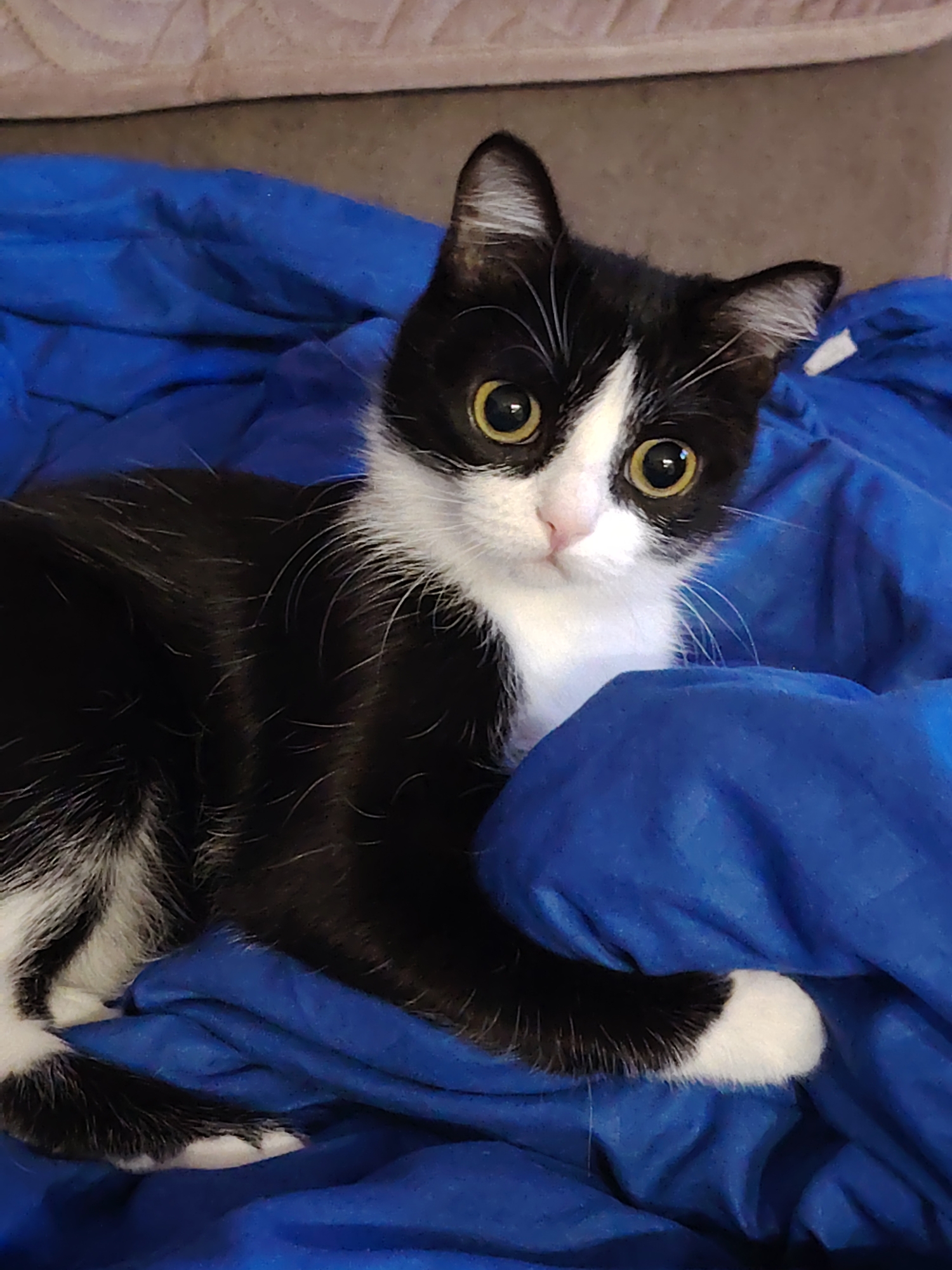 A black and white cat lies on a wrinkled, blue surface. The cat has large, yellow eyes and a pink nose. The background is a tan or beige color. The location and city are unknown.