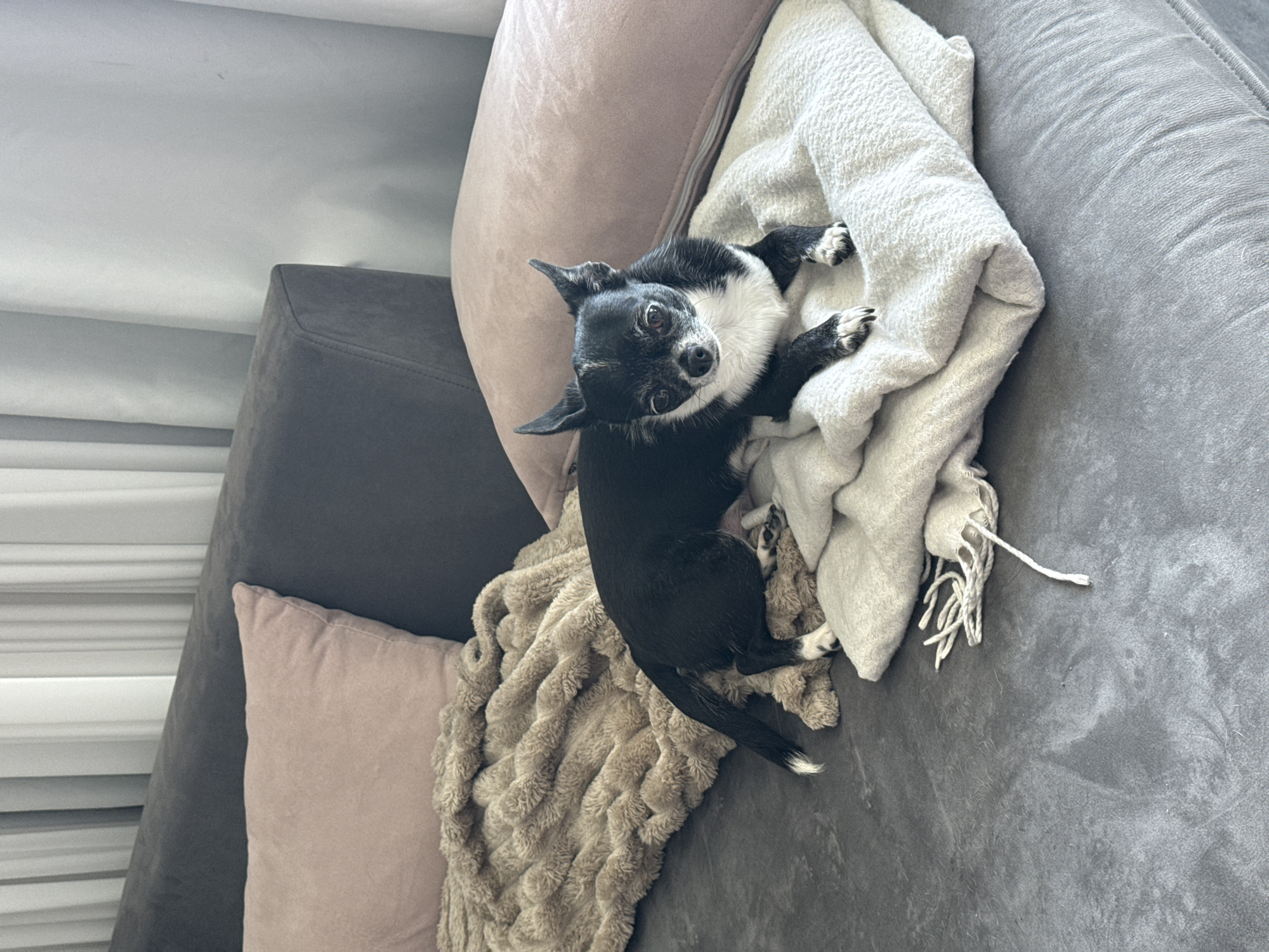 A black and white Chihuahua rests on a grey couch with a tan pillow. A white woven throw blanket with tassels is draped over the dog, and a tan, textured blanket is also present. The location cannot be determined from the image.