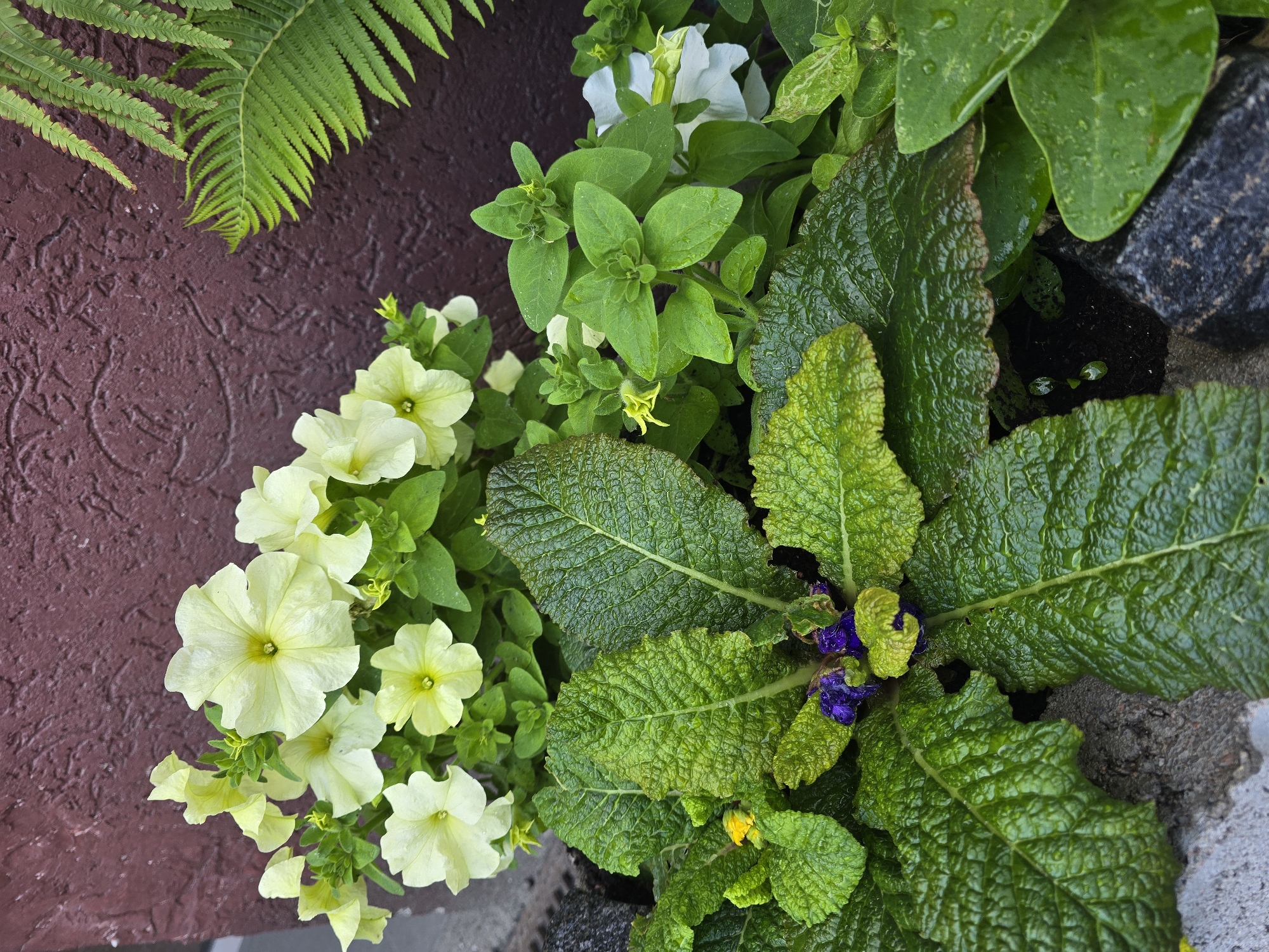 A high-angle, full-shot image captures a close-up view of a potted plant arrangement against a textured maroon wall, likely located in Sofiivska Borshchahivka, Ukraine. The foreground is dominated by large, deeply veined, textured green leaves, some with water droplets on their surface. Among these, a few small, deep purple flower buds are visible. Behind this, a cluster of pale yellow petunia-like flowers with yellow centers bloom, also showing water droplets. To the right, a delicate green fern frond extends downwards from the upper right corner, its fronds displaying a feathery texture. Below the yellow flowers, a group of smaller, smooth green leaves forms a denser cluster, with a few small white flowers peeking through. The background wall has a rough, stucco-like texture with subtle circular indentations. Dark gray stones are interspersed within the planter. The lighting is diffuse, suggesting an overcast day or shaded area. No people are present in the image.
