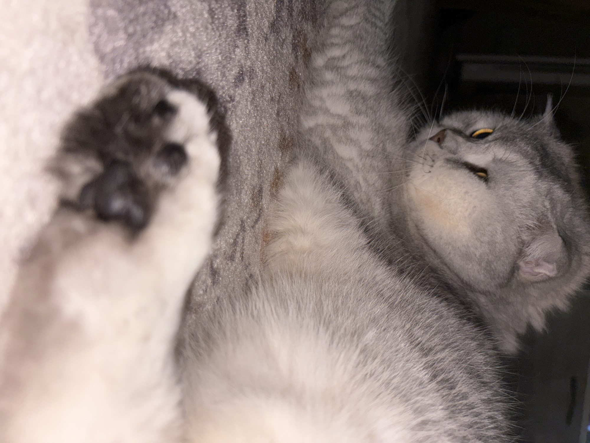 The image shows a close-up of a silver-grey cat with orange eyes, lying on a textured grey surface that appears to be a carpet or rug. The cat's fur is fluffy and appears to have subtle tabby markings on its body. One of its paws is in the foreground, partially blurred. The background is dark and out of focus, suggesting low lighting conditions. There is no indication of the location being in Засечное, Russia, or any specific urban environment. The scene is static, with the cat in a resting or relaxed position.