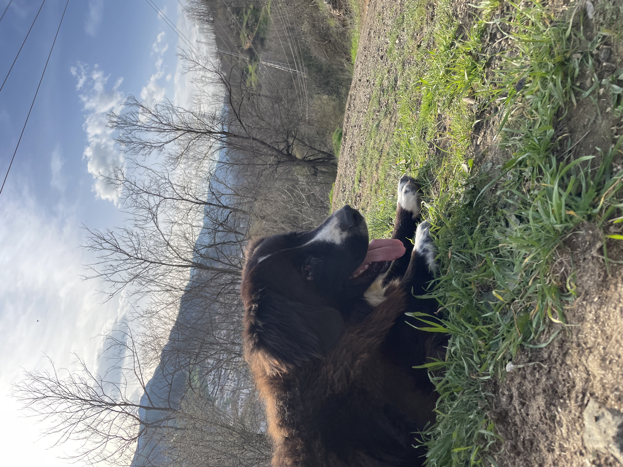 A medium-shot captures a large, furry, brown and white dog lying on its side in a grassy area. The dog's tongue is extended, suggesting it may be panting or relaxed. The foreground consists of green grass and patches of bare earth. In the background, a mountain range is visible with leafless trees and utility poles dotting the landscape. The sky is partially cloudy, with blue patches peeking through.
While specific landmarks or distinctive features of Zlatograd, Bulgaria, are not explicitly visible, the mountainous terrain and general environment are consistent with the area's topography.
