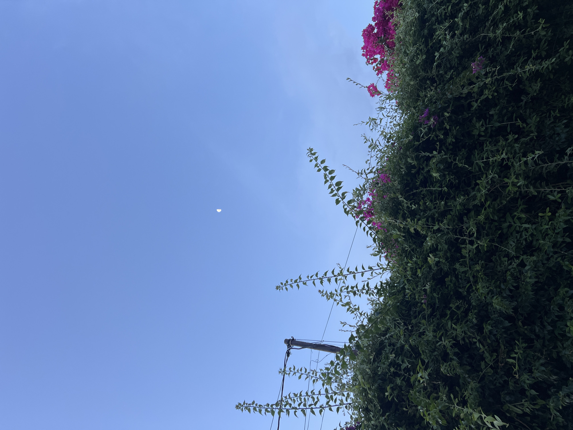 The image presents a bright, clear blue sky dominating the left side of the frame, indicating daylight. A delicate, pale crescent moon is faintly visible in the mid-left portion of the sky. The right side of the photograph is densely covered by vibrant green foliage, appearing as a thick vine or shrub, possibly growing upwards along a structure. Interspersed within this greenery are clusters of bright pink and purple bougainvillea flowers. A dark utility pole with wires is partially visible emerging from the lower-right section of the foliage, extending towards the center. The composition is taken from a low angle, looking upwards. No human subjects or discernible activity are present. The scene conveys a serene and natural outdoor setting, likely in a warm climate given the presence of bougainvillea. There is no visible text.