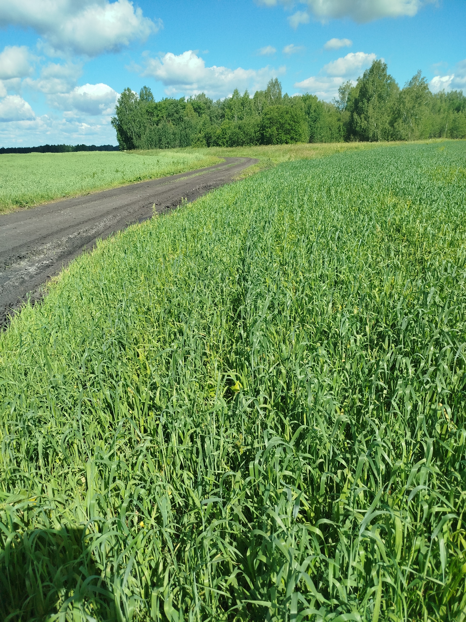 The image depicts a wide, dirt road curving through a lush, green field of tall grass or crops under a bright blue sky with scattered white clouds. The road is dark and appears to be unpaved, with tire tracks visible in some areas. To the left of the road, the field continues, and in the distance, a dense line of trees forms a dark green border against the horizon. The foreground is dominated by the green vegetation, which is so thick that individual plants are hard to distinguish. The lighting suggests it is daytime, likely late morning or early afternoon, with sunlight casting subtle shadows on the ground and highlighting the texture of the vegetation. There are no people or animals visible in the scene. The overall impression is one of a rural, natural landscape. The location provided, Бигила, Russia, implies this is a scene from that region.