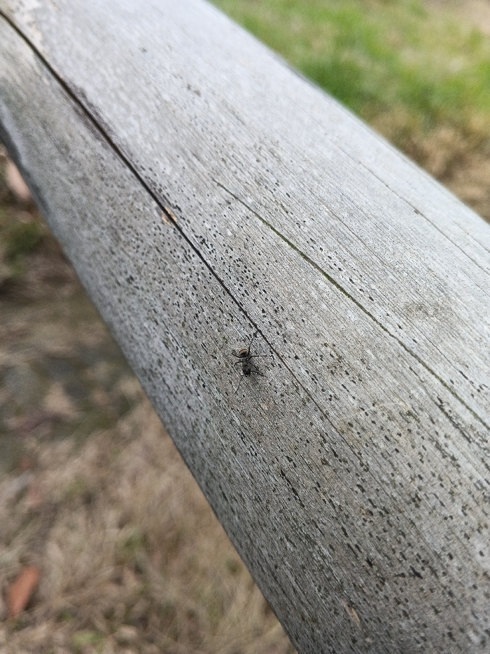The image displays a macro-level, angled view of a dark-colored ant, approximately 5-7 millimeters in length, situated on a weathered, light gray wooden surface. The wood exhibits distinct longitudinal grain patterns, a prominent crack running parallel to the grain, and numerous small, dark speckles. The ant is oriented with its head facing towards the upper left, its legs splayed across the wood's texture. The background is out of focus, revealing a transition from dry, brown ground cover in the lower left to green foliage in the upper right. The scene is illuminated by ambient light. This event is observed in Mianyang, China.