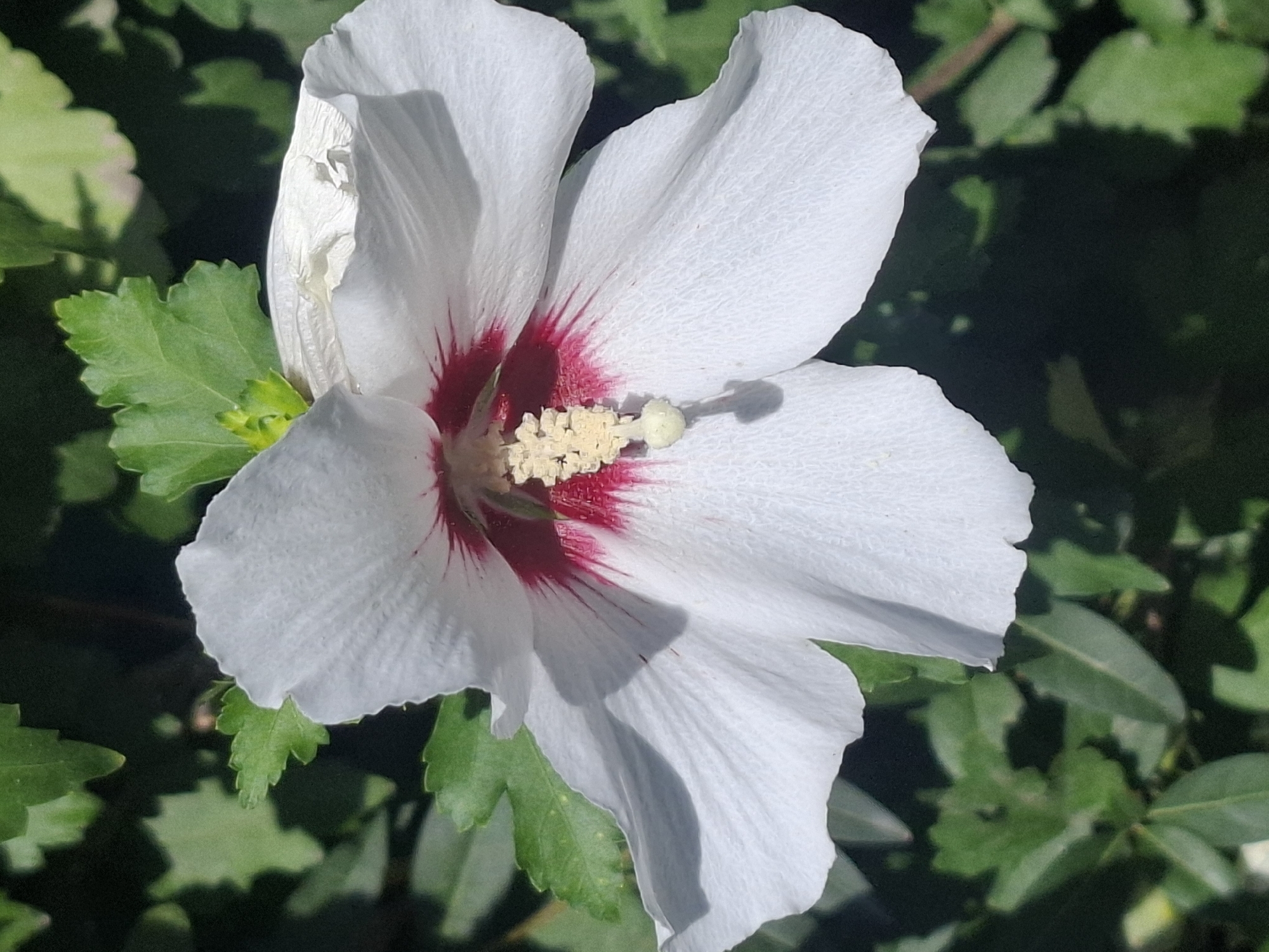 A close-up shot captures a white hibiscus flower with a deep red center. The flower's petals are delicate and textured, with some appearing slightly wilted. The stamen is prominently displayed, tipped with a light yellow stigma. The background consists of out-of-focus green foliage, suggesting the flower is outdoors in a garden or natural setting. The lighting indicates it is daytime, with shadows cast by the flower's petals. No specific location in Almaty, Kazakhstan, can be identified from the image.