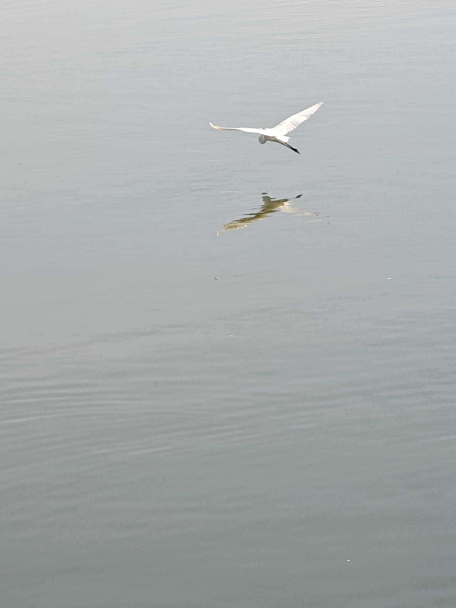 A white bird is flying over the water's surface. The bird's reflection is visible on the water. The water has small ripples. The scene is generally gray and muted. The location is not discernible from the image.