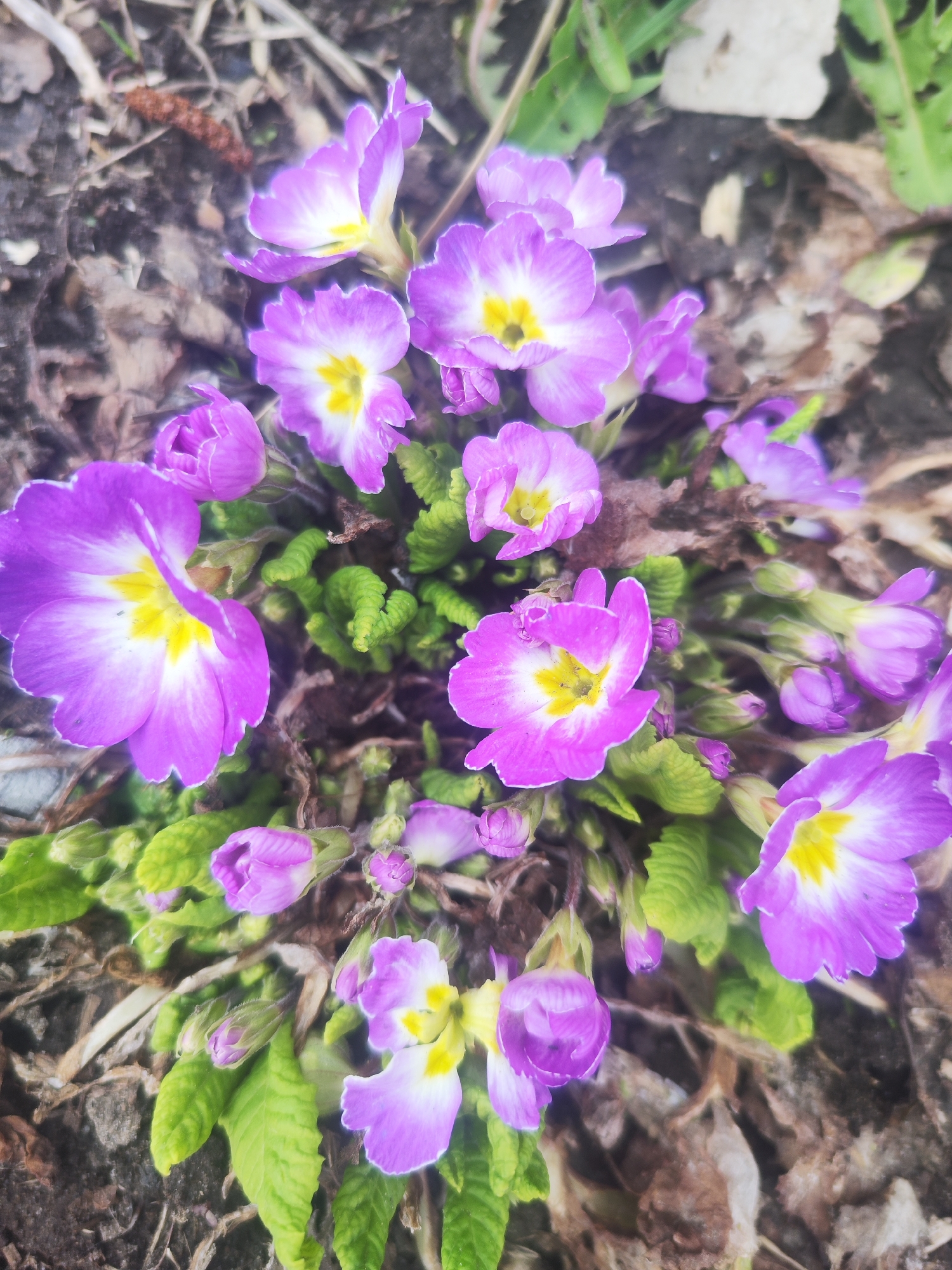 A close-up overhead shot depicts a cluster of purple primrose flowers with yellow centers, nestled amongst green foliage and dried leaves. The scene suggests a garden setting, though the precise location within Chaikovsky, Russia is not discernible from the image alone. There are no people present in the photograph, the focus being on the botanical elements of the composition. The primroses exhibit varying degrees of bloom, with some petals fully open while others remain in bud. The surrounding dead leaves and green foliage suggest a natural environment undergoing seasonal transition.