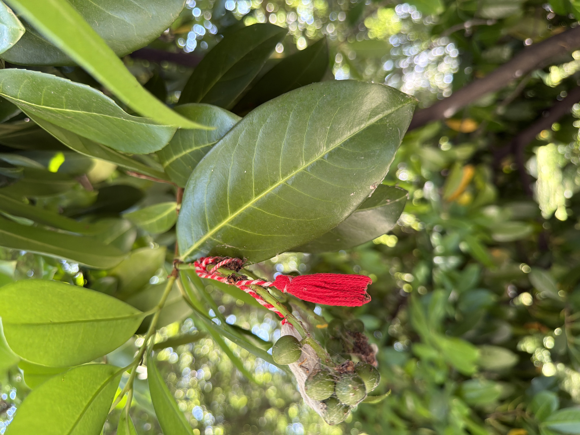 The image shows a close-up view of a tree branch with green leaves and a red tassel hanging from it. The tassel is made of red thread twisted with white thread. It is attached to a small cluster of green, unripe fruits, which appear to be covered in a light webbing. The background is blurred, with soft green foliage and circular bokeh lights, suggesting an outdoor environment, possibly a garden or park. The lighting is natural, and the overall impression is one of an organic, outdoor setting. The image does not contain any identifiable landmarks that would specifically place it within the city of Pazardzhik, Bulgaria.