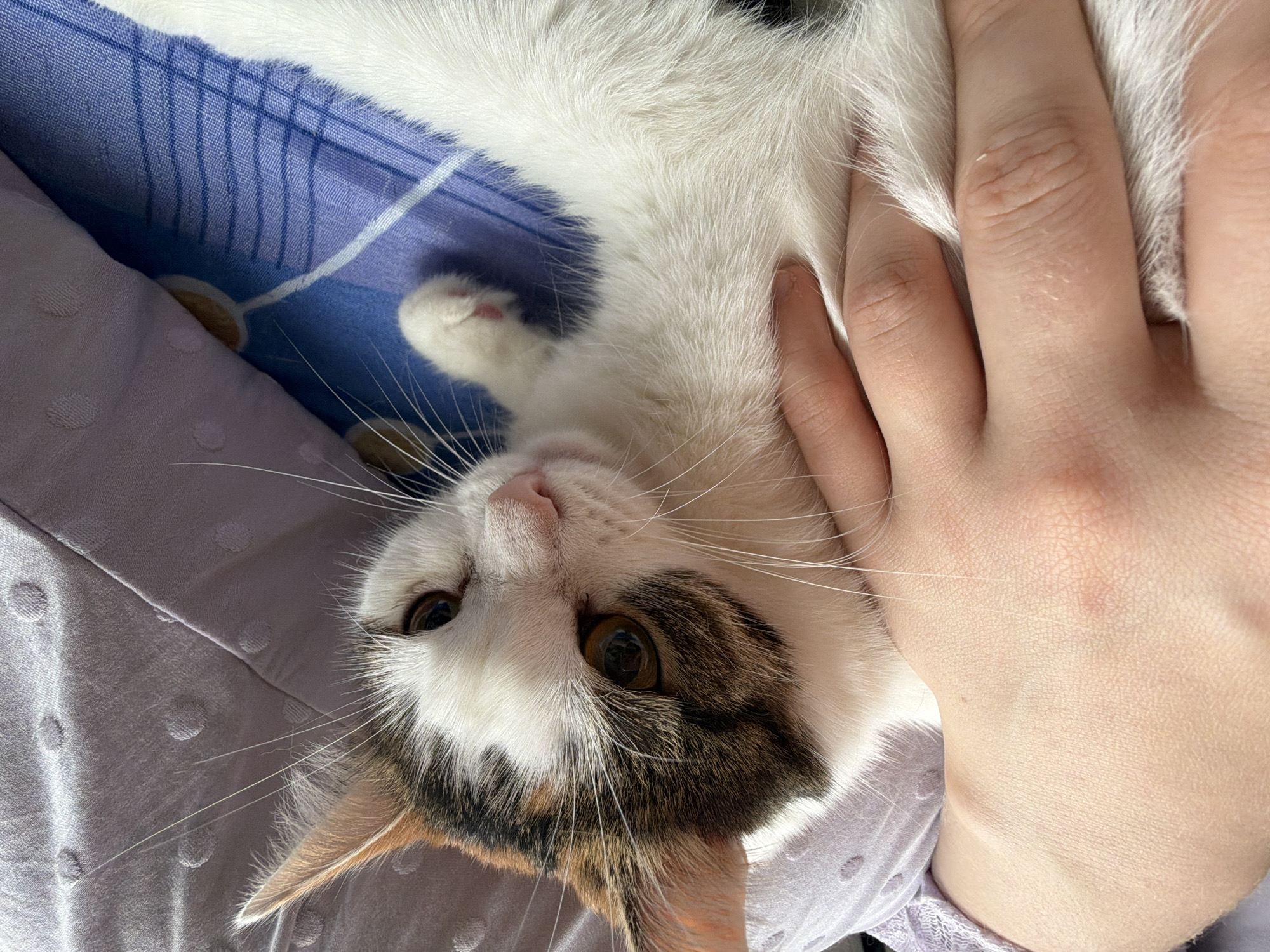 A calico cat with white, brown, and black markings is being petted by a person's hand on its neck and chest. The cat is lying on a bed with a blue and white striped comforter. The person's arm is resting on a light purple pillow with a subtle polka dot pattern. The scene appears to be indoors, likely in a bedroom in Колычёво, Russia, given the context. The lighting suggests it's daytime.