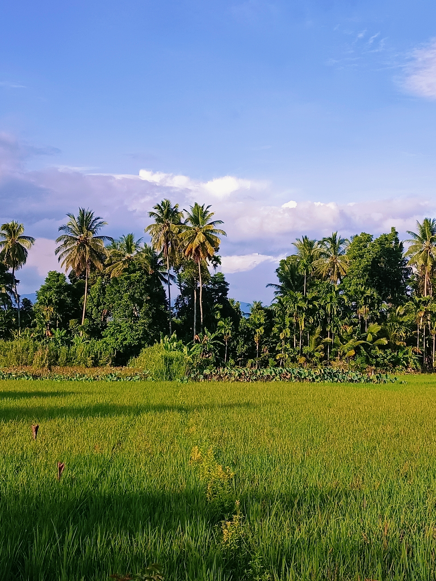 The image depicts a rural landscape with a verdant rice paddy in the foreground. A line of lush green trees, including tall coconut palms, forms a backdrop against a bright blue sky with scattered white clouds. The scene is likely located in Reudeuep, Indonesia, given the tropical vegetation. The rice field is densely planted, with some areas showing signs of slight browning. The sunlight casts shadows across the field, indicating it is likely late afternoon. No people or animals are visible in the frame. The overall impression is one of natural beauty and tranquility.
