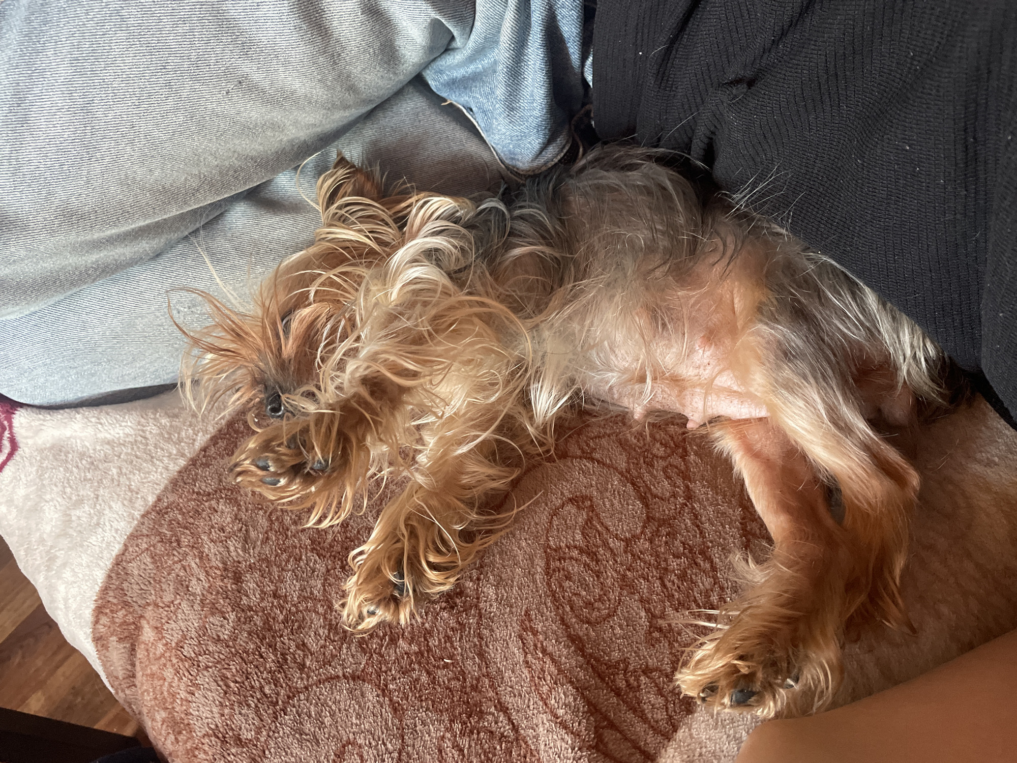 An overhead shot captures a small dog, likely a Yorkshire Terrier, sleeping or resting comfortably indoors in Burgas, Bulgaria. The dog, characterized by its long, shaggy, and multi-toned fur (ranging from light blonde to brown and greyish), is stretched out on a soft, textured brown and beige blanket with a subtle pattern. Its paws, with visible dark nails, are curled inward, suggesting a state of deep relaxation. Part of its pinkish belly is visible.
The dog is nestled amongst various soft furnishings. To the left and behind its head, there's a light blue denim-like fabric, possibly jeans or a denim cushion. To the upper right, a dark, ribbed or knitted fabric, likely a piece of clothing or another blanket, provides a dark contrast to the dog's lighter fur. The overall lighting is bright and natural, indicating it is daytime. The scene conveys a sense of peace and comfort. No visible text is present in the image.