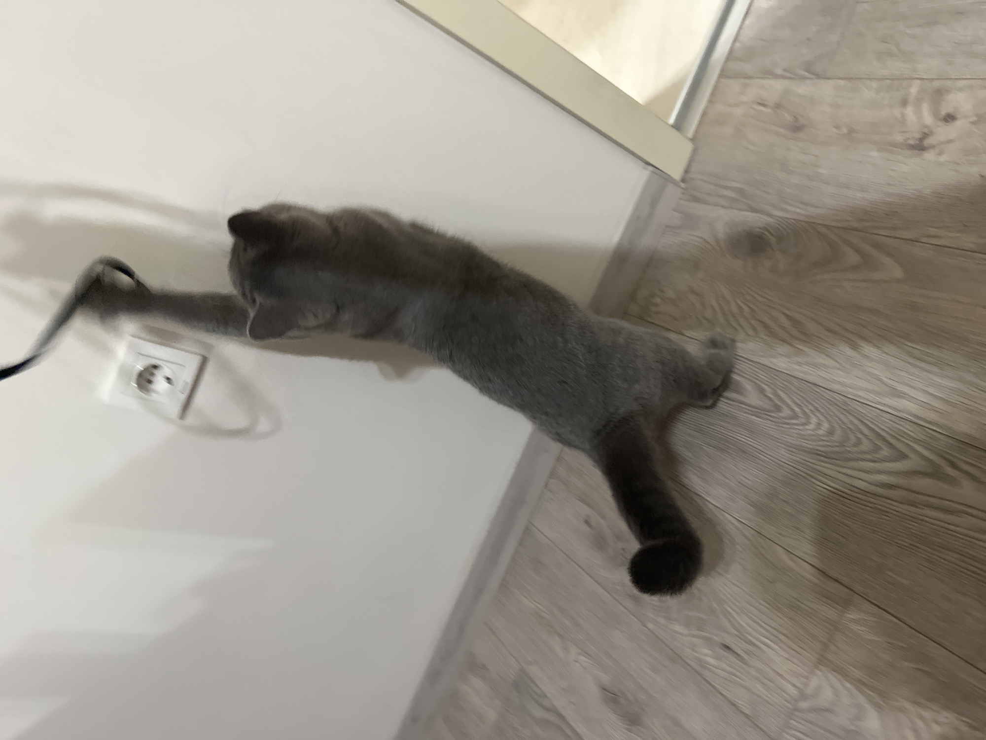 In an indoor scene, a grey cat is captured mid-action, standing on its hind legs and reaching up to swat at a black cord plugged into a white electrical outlet. The cord dangles from above, its end disappearing out of frame. The cat's body is elongated, its front paws extended upwards, and its hind legs firmly planted on the wooden floor. The floorboards are light brown with a visible wood grain pattern. The wall behind the cat is painted a plain white. A thin grey baseboard separates the wall from the floor. To the right, a portion of a cream-colored door frame is visible, with a reflection of a light-colored area on its surface. The lighting is soft, casting subtle shadows on the wall. The scene appears to be in a domestic environment.