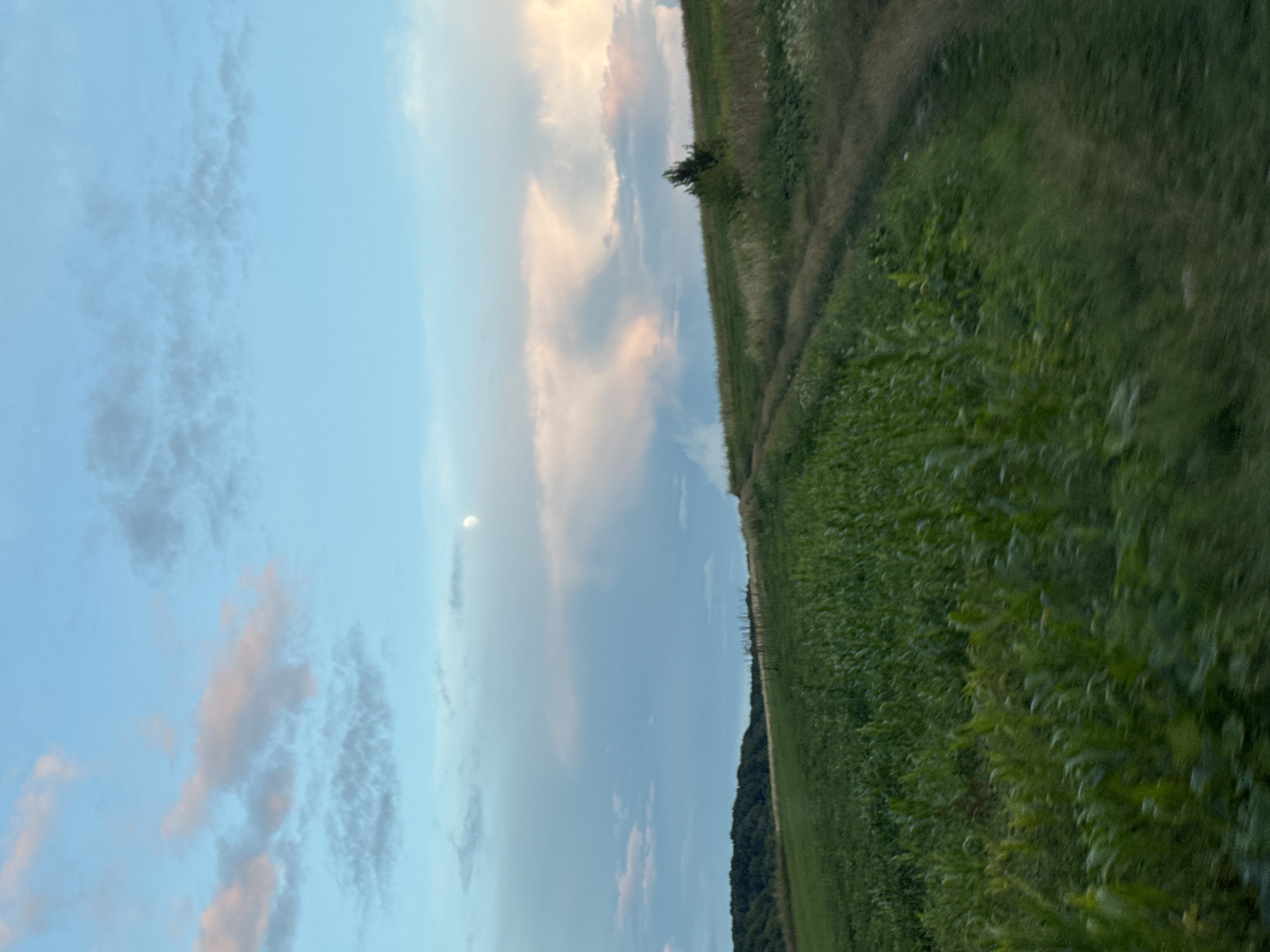 The image depicts a rural landscape in Lisnyky, Ukraine, under a bright blue sky with scattered clouds tinged with pink and white. A pale moon is visible high in the sky. In the foreground, a lush green field, likely a cornfield, stretches across the left side of the frame. A dirt path winds through a grassy incline on the right, leading towards a distant line of trees. A solitary evergreen tree stands on the grassy slope. The overall scene conveys a sense of open space and natural beauty.