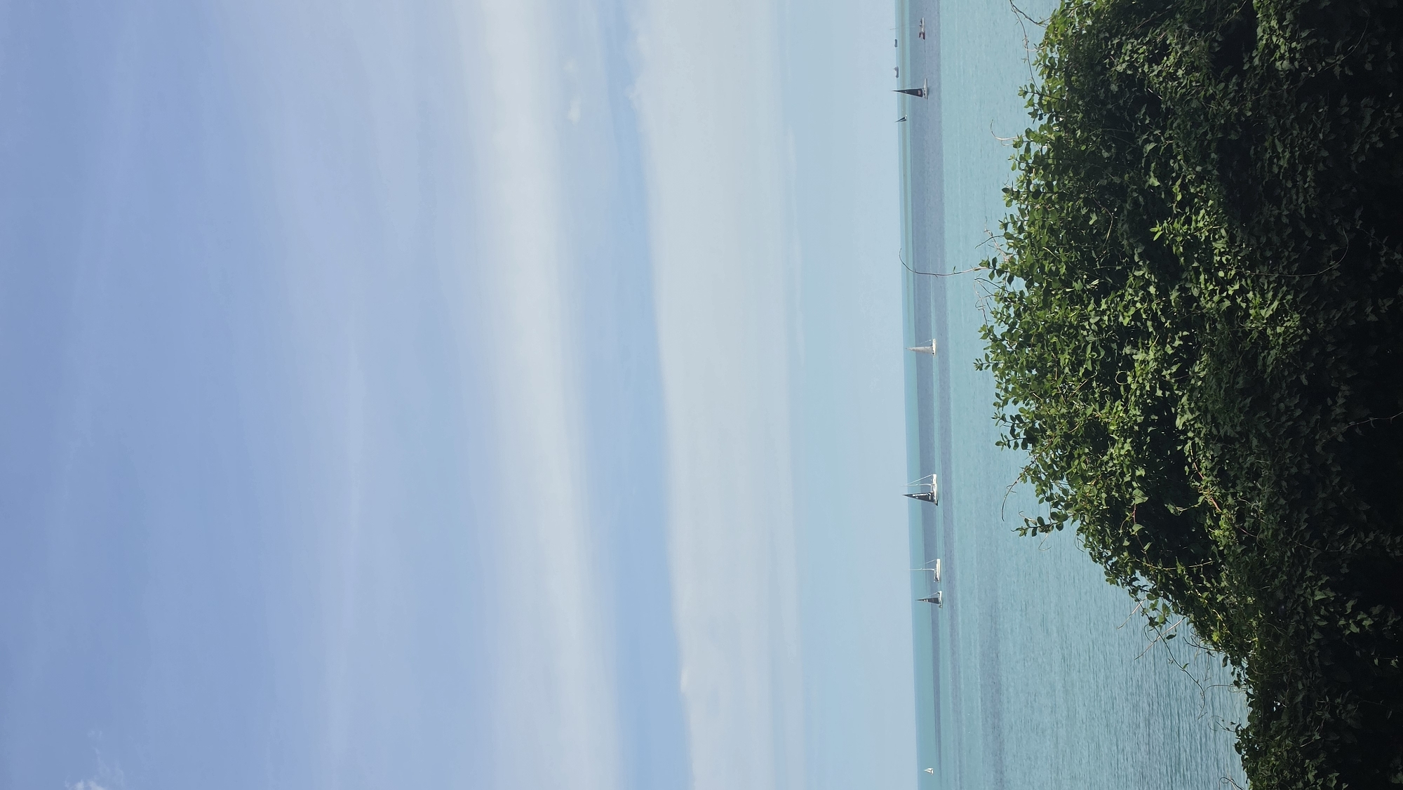 The image shows a view of the Black Sea from Varna, Bulgaria, with sailboats visible on the water. The sky is predominantly blue with some streaky clouds. A dense cluster of green foliage is situated on the right side of the frame, partially obscuring the sea view. Several sailboats are scattered across the water, appearing as small white and black shapes against the sea. The sea itself transitions from a light turquoise near the horizon to a deeper blue-green closer to the foreground.