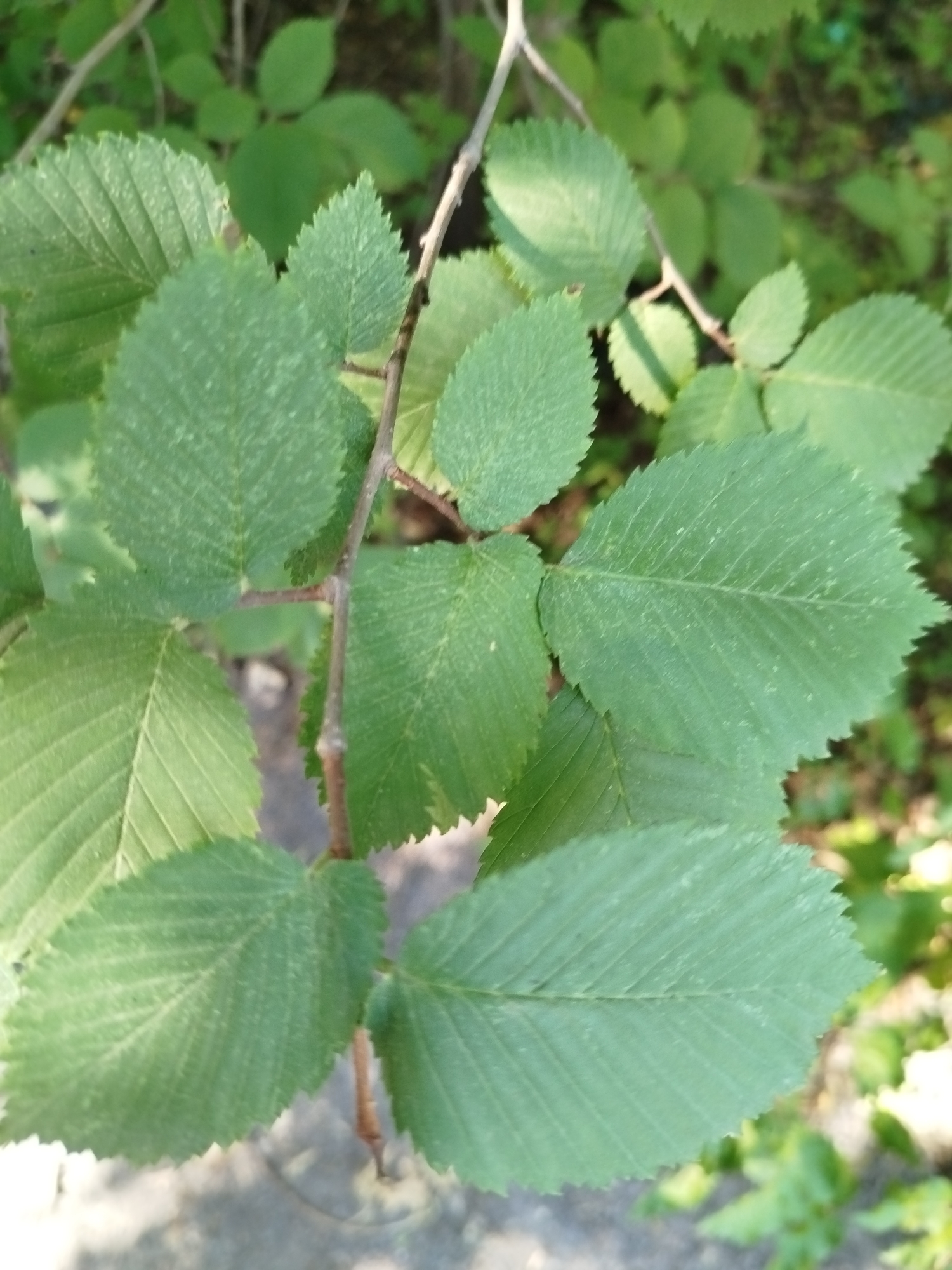 A close-up, natural light photograph captures a branch with several green leaves. The leaves are ovate with serrated edges and prominent veins. The branch is thin and brown, with smaller twigs extending from it. The background is blurred and consists of more green foliage and hints of sunlight filtering through. The scene is outdoors, possibly in a park or natural area. There are no people or man-made objects visible in the immediate frame, and no context is provided regarding its specific location within Qarağandı city administration, Kazakhstan.