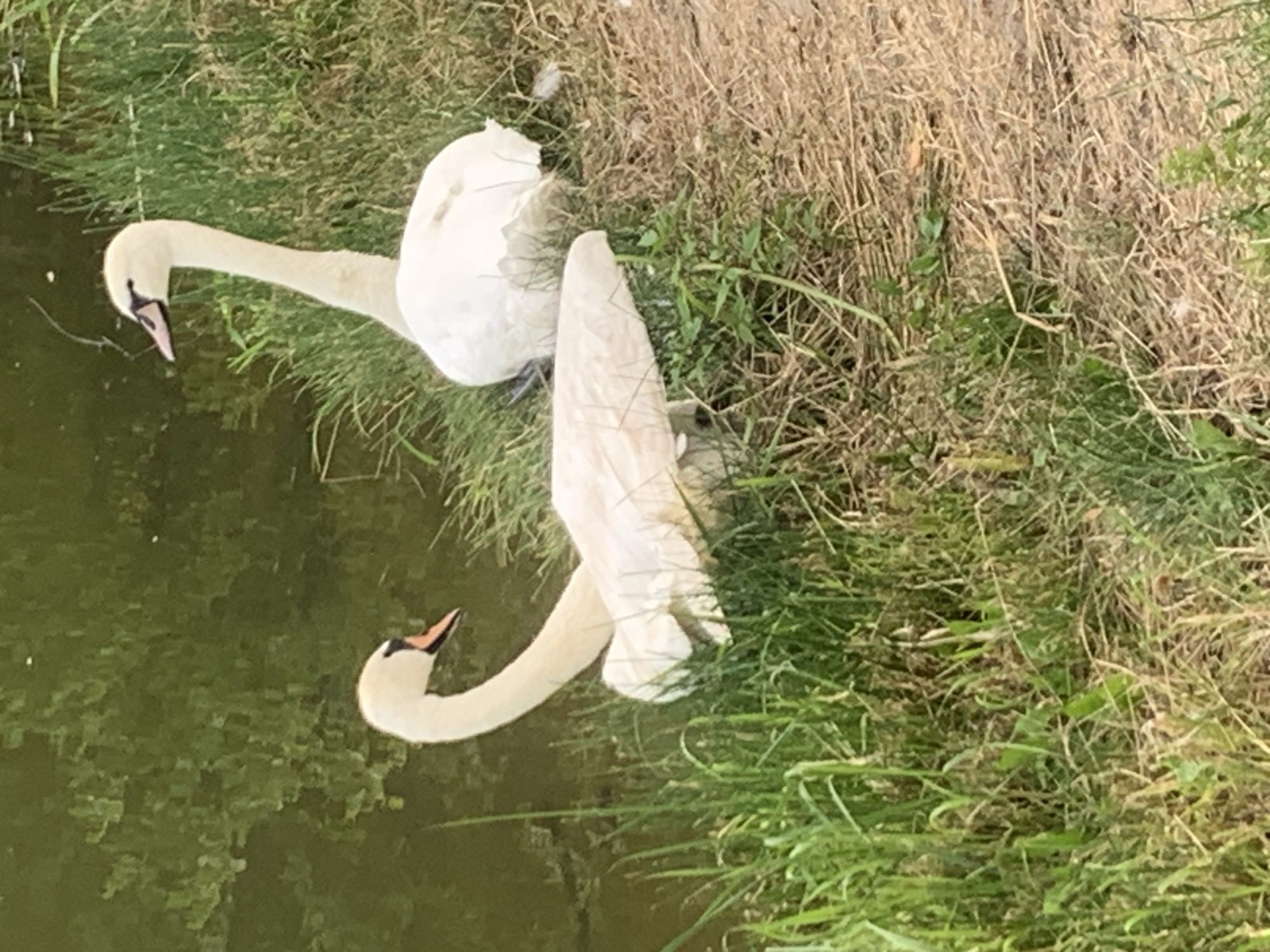 Two white swans are partially visible near the edge of a body of water, with one swan appearing to be entering or exiting the water. The swans are in focus, while the background of green foliage and murky water is blurred. The scene depicts a natural setting, likely a park or reservoir within Kolomyia, Ukraine, as indicated by its inclusion in the prompt, though the image itself does not contain any identifiable landmarks to confirm this location.