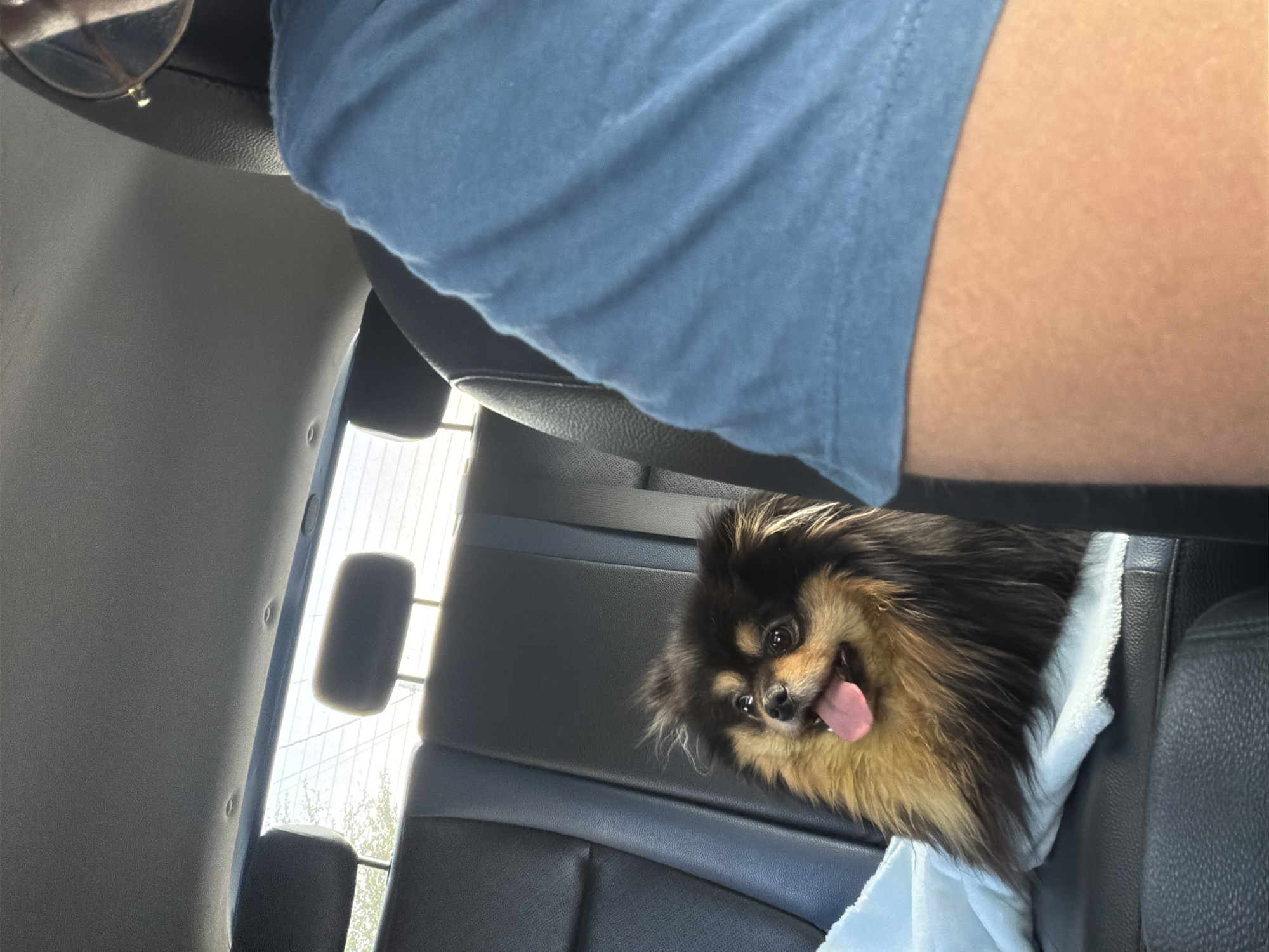 A black and tan Pomeranian dog is sitting on the back seat of a car. The dog has its tongue out and appears to be panting. The dog is sitting on a white towel. A person wearing a blue shirt is sitting in the front seat. The car appears to be driving on a sunny day. The image does not contain enough details to confirm this image was taken in Cuautla, Mexico.
