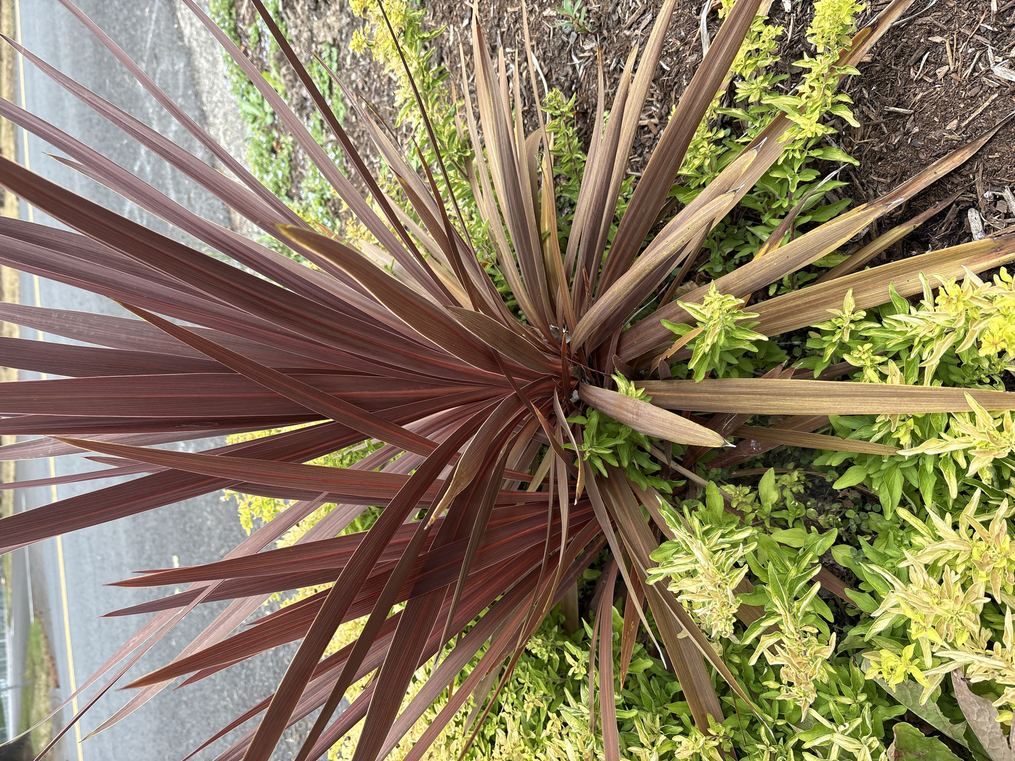 A close-up, eye-level shot shows a planting bed with a large, reddish-brown spiky plant in the center, surrounded by a lower, bright green, bushy plant with smaller, lighter green leaves. The reddish plant has long, sword-like leaves that radiate outwards from a central point, with some leaves showing a gradient from a deep reddish-brown at the base to a lighter brown and yellow towards the tips. The green plant underneath is dense and appears to be ground cover, with some of its branches reaching up and through the spiky leaves. The ground around the plants is covered in dark brown mulch, which appears to be wood chips. In the background, a wet asphalt road with a yellow dividing line is visible, suggesting an outdoor urban or suburban setting. The overall lighting is overcast. The image is focused on the plants in the foreground, with the background slightly blurred. There are no people or animals visible in the image. The location is identified as Beaverton, United States of America, based on external information.