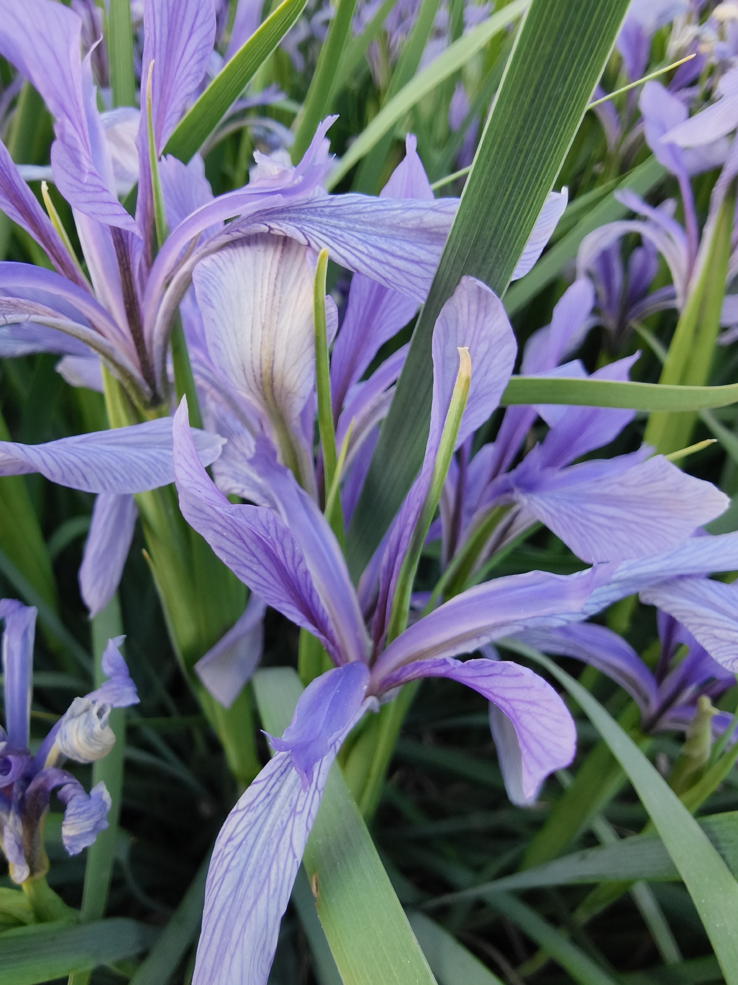 The image shows a close-up of several purple irises with green, blade-like leaves. The flowers have a delicate, striped pattern on their petals. The scene is filled with irises, suggesting a garden or natural area. The context or specific location in Kryvyi Rih, Ukraine is not discernible from the image.