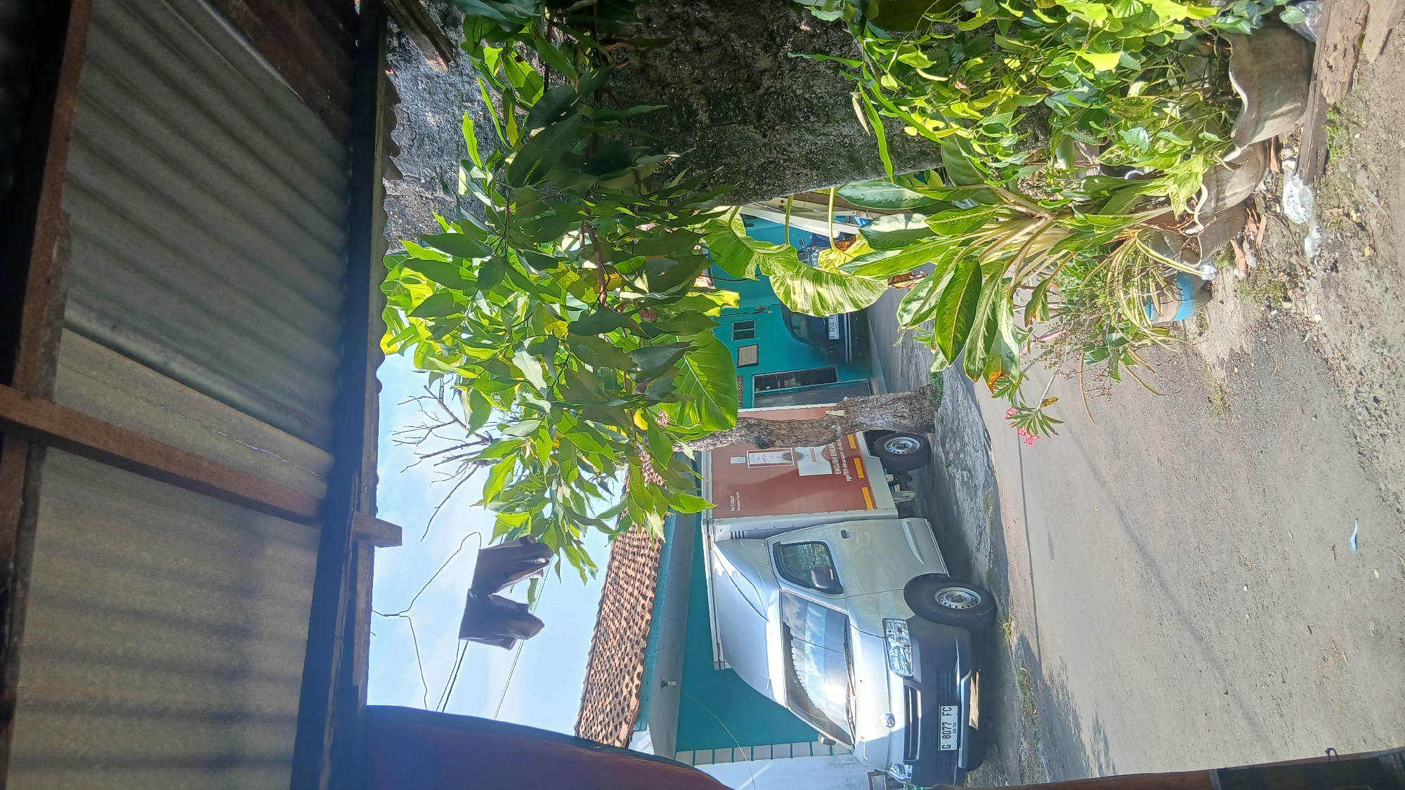 The image captures an outdoor street scene in Kecamatan Pati, Indonesia, under bright daylight and a clear sky. The perspective appears to be looking out from or past a structure composed of corrugated metal sheeting and wooden beams, which occupies the left side of the frame.
Beyond this foreground structure, a street or pathway extends, bordered by lush green foliage from several trees and potted plants. A prominent tree with a thick, textured trunk is visible in the midground. Amongst the greenery, small pink flowers add a touch of color.
Two vehicles are present on the street. A silver or grey pickup truck, possibly a Daihatsu Gran Max, is parked on the right side of the road. Its cargo compartment is white or light-colored, bearing the text "ENGLISH BREAKFAST" along with some smaller, less legible writing. The truck's license plate, "G 8077 FC," is clearly visible, with an expiration date of "08-25." Further down the street, partially hidden by trees, is a light blue or turquoise structure, possibly another building or vehicle.
In the background, elements of buildings are visible, including a house with a terracotta-tiled roof and a turquoise-colored building. Some dark clothing items appear to be hanging on a line or branch in the upper-mid section. The ground beneath the plants shows some scattered litter, including plastic bags.
The scene is static with no people visible or specific activities taking place, depicting a quiet moment in a residential or semi-commercial area. The strong sunlight and clear sky suggest it is daytime.