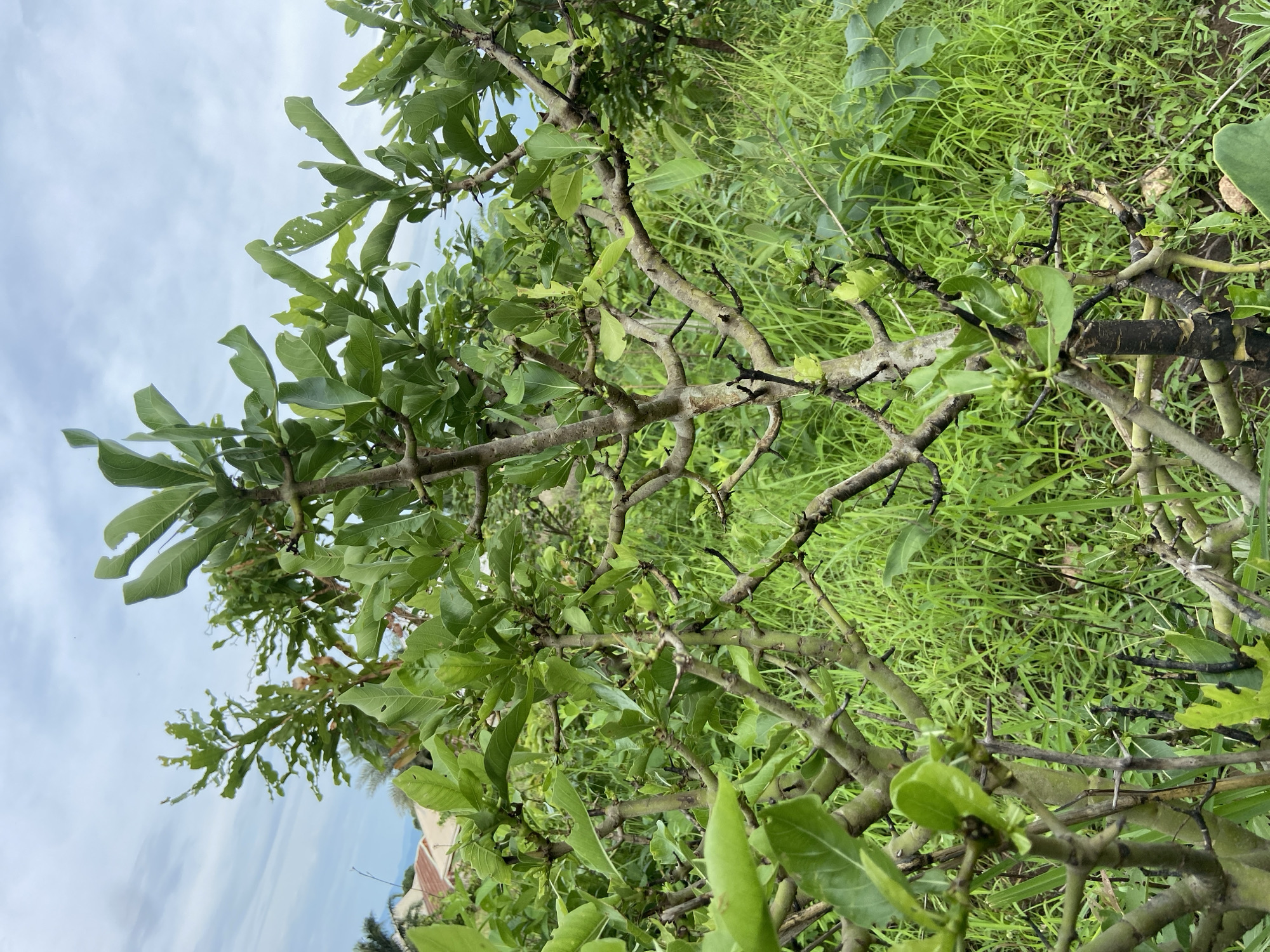 The image captures an outdoor scene dominated by a tree with dense green foliage and numerous branches, set against a backdrop of lush grass and a cloudy sky. The tree occupies the majority of the frame, with its textured branches and vibrant green leaves filling the foreground and midground. Several branches appear gnarled, and some of the leaves show minor imperfections or holes. Closer examination of the branches reveals short, sharp protrusions, suggesting the tree may be a thorny variety.
Beyond the tree, a thick carpet of bright green grass is visible, suggesting a fertile environment. The sky above is a light, overcast blue, dotted with soft white clouds, indicating a daytime setting with diffused sunlight. In the far distance, partially obscured by the tree, a light-colored building with a reddish-brown roof can be faintly seen, hinting at nearby human settlement. There are no people or animals visible in the frame. The overall atmosphere is natural and verdant, consistent with a landscape in a tropical or subtropical region like Mararaba, Nigeria. No visible text is present.