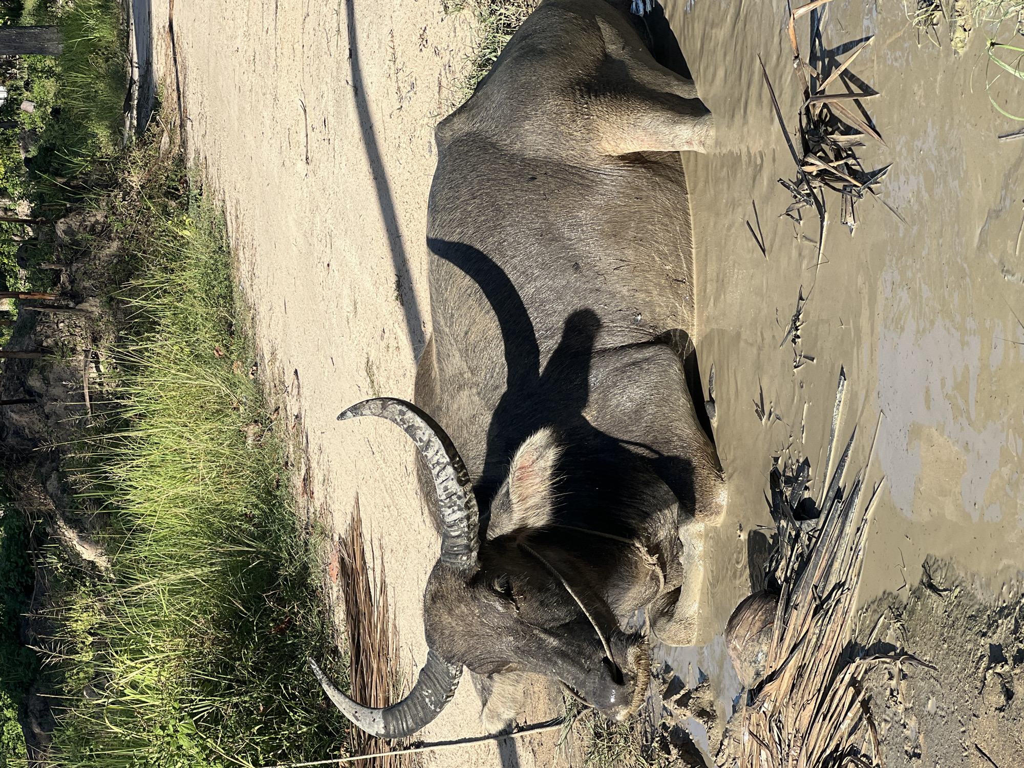 A water buffalo is resting in a muddy pool in the Ko Pha-ngan District of Thailand. The buffalo's body is mostly submerged in the mud, with only its head, horns, and part of its back visible. Its horns are large and curved, and its skin is dark gray and wet. There is a rope around the buffalo's nose, suggesting it is domesticated. The surrounding environment is rural, with tall grass, dirt roads, and some vegetation visible. The sun is shining, casting shadows on the ground and the buffalo.