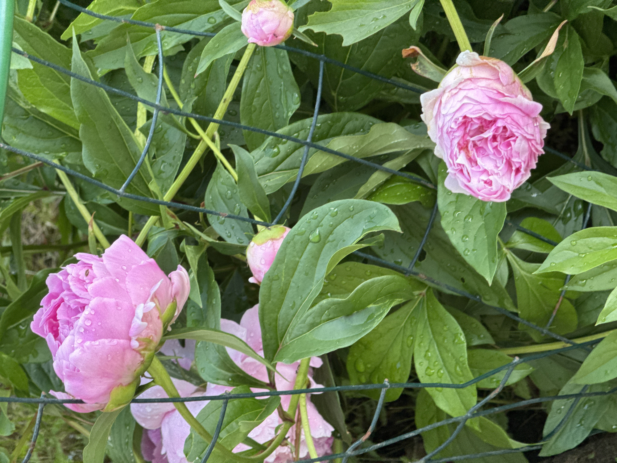 The image shows several pink peonies and lush green leaves, many with water droplets, suggesting recent rain or dew. The plants are partially obscured by a green wire mesh fence. In the foreground, a fully bloomed pink peony is visible, with another slightly faded pink peony below it. Several peony buds are also present, one particularly prominent on the right side of the frame. The background is a blur of green foliage. There are no people or animals visible in the image. The scene appears to be a garden or park. Without further information or context, it is impossible to determine the specific location within Naro-Fominsk, Russia.