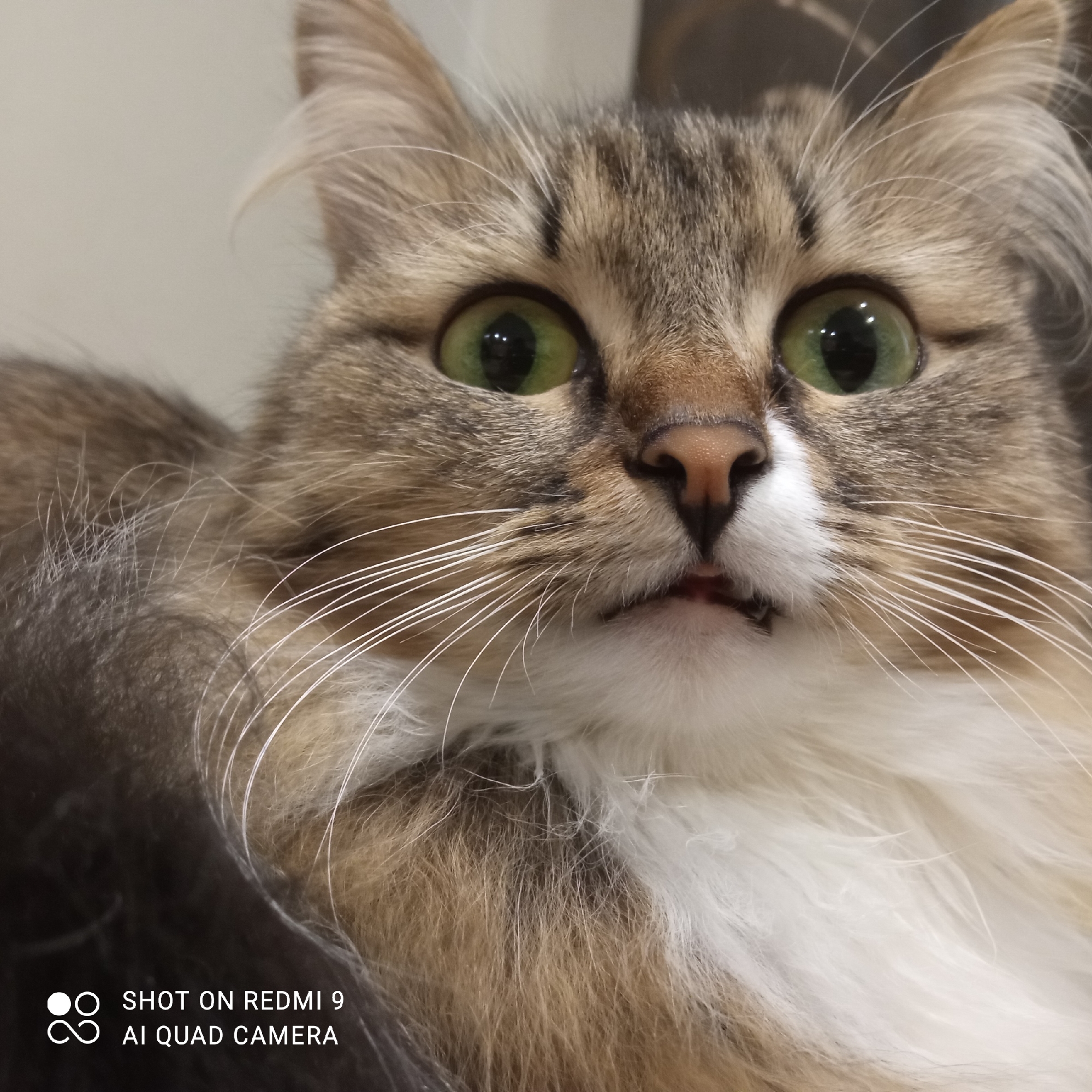 A close-up photograph shows a cat's face. The cat has green eyes, light brown and gray fur, and a white chest. Its mouth is slightly open, revealing a small tooth. The image also shows the text "SHOT ON REDMI 9 AI QUAD CAMERA." No location in the city of Chaikovsky, Russia is discernible in the image.