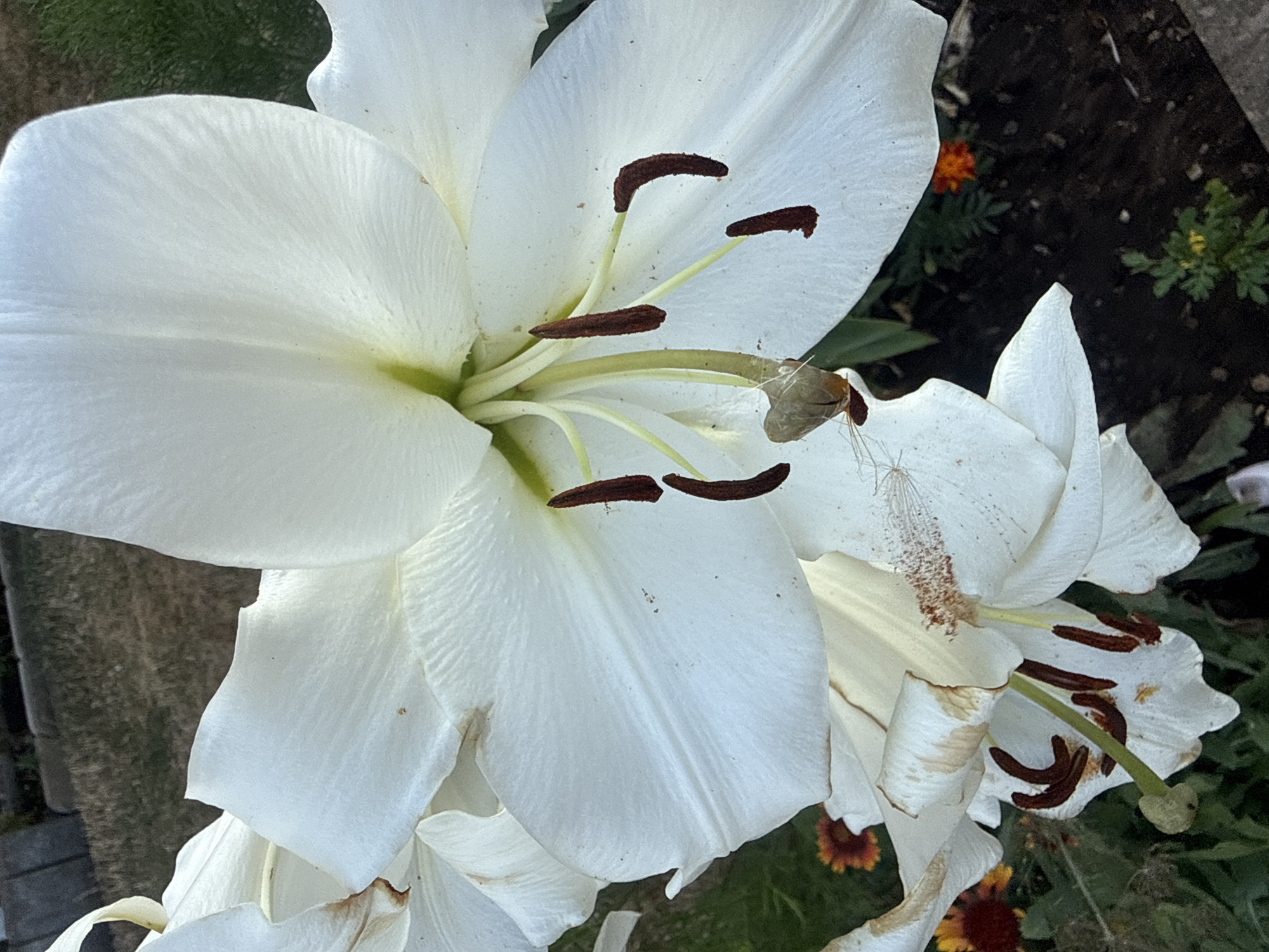 A close-up, vertical shot captures a white lily in bloom, its petals filling the frame. The flower's stamen, tipped with dark brown anthers, are prominently displayed. The background consists of dark soil and green foliage, with a hint of an orange marigold peeking out from the lower left. The scene is set in a garden in Bad Salzschlirf, Germany.