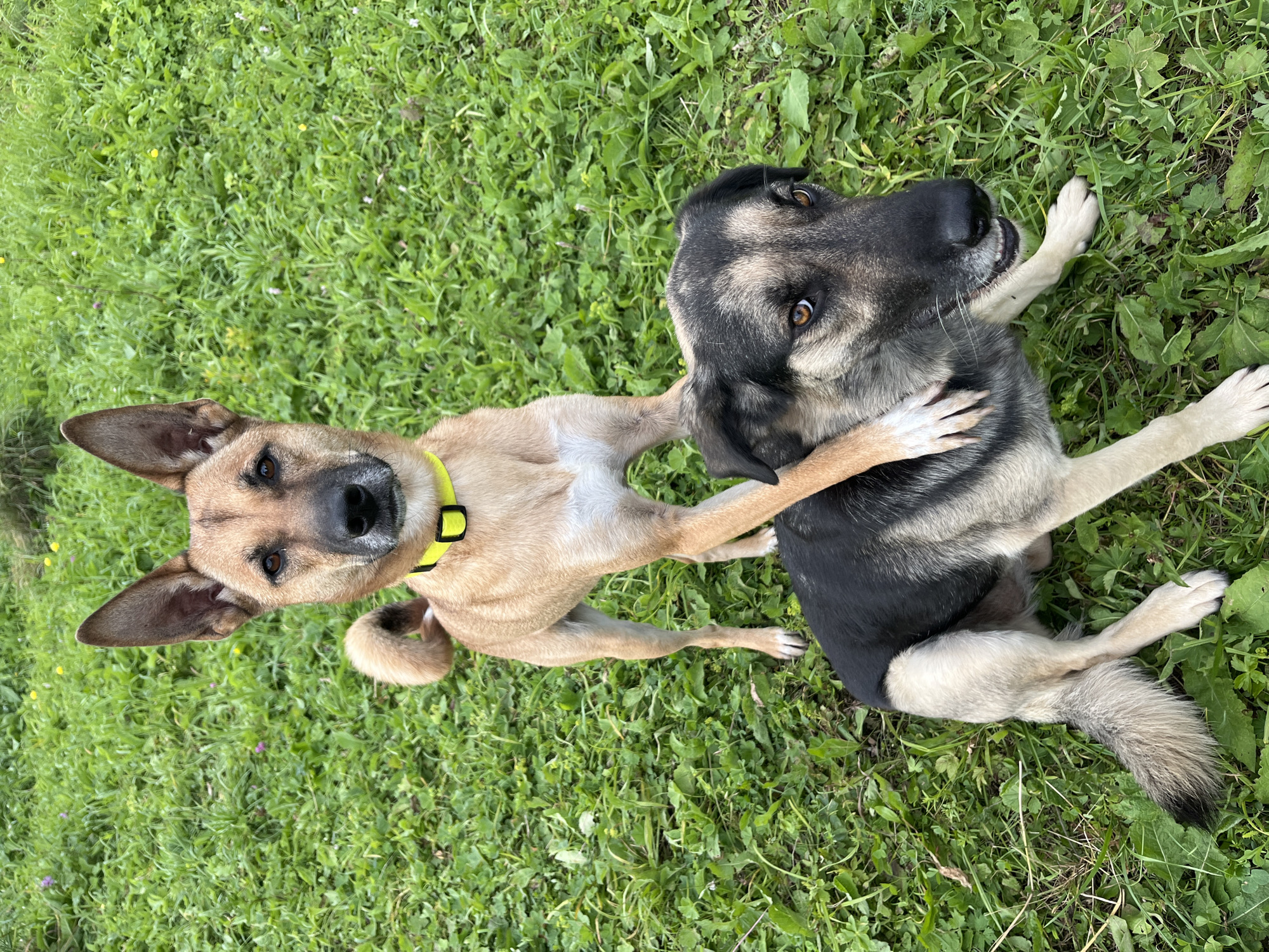 The image shows two dogs on a grassy area. The dog in the foreground is lying down and is mostly black and tan with brown eyes. The dog behind it is standing and is tan with large ears and is wearing a yellow collar. The tan dog has its front paw resting on the back of the black and tan dog. The ground is covered in green grass and some small wildflowers. The image appears to have been taken outdoors during the daytime. There is no information in the image that would indicate a specific location in Nizhny Tagil, Russia.