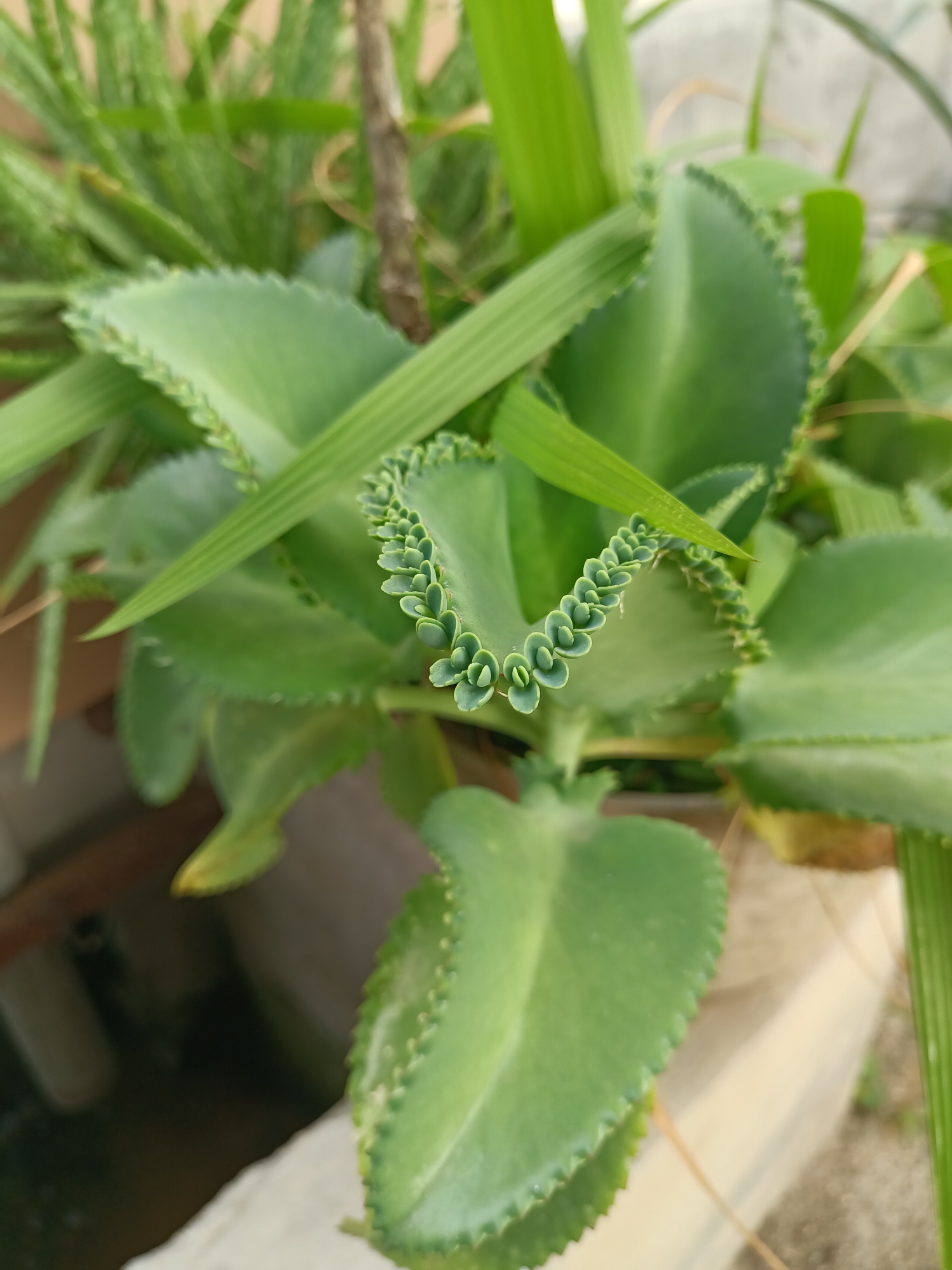 The image shows a close-up view of a plant with thick, fleshy green leaves. The leaves are oval-shaped with serrated edges. The most distinctive feature is a cluster of small, newly forming plantlets along the edge of one of the larger leaves, resembling tiny heart shapes. The plant is surrounded by other greenery, including what appears to be blades of grass or similar foliage. The background is blurred, suggesting a shallow depth of field, and hints at an outdoor setting with some light-colored structures. The image does not contain any information about a specific location in Pulokiton, Indonesia, or any people or actions. It is a still photograph focused solely on the plant.