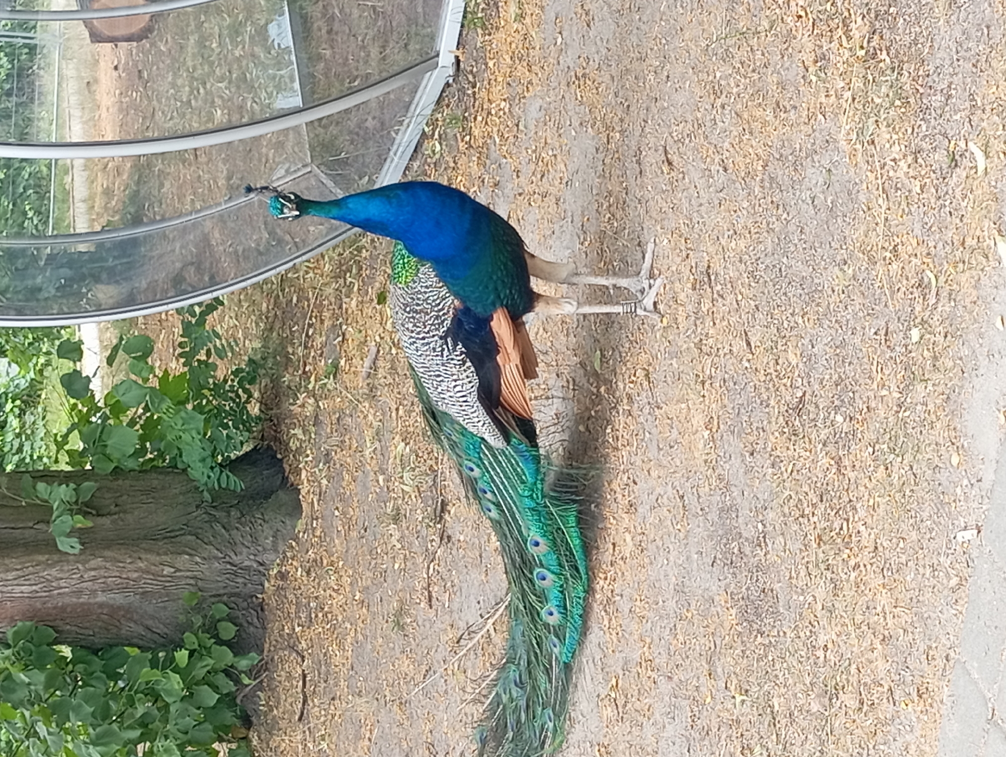 The media file captures a full-body shot of a male peacock standing on dry, sandy ground covered with fallen leaves. The peacock is facing right, with its head turned slightly towards the left, appearing to be looking at something just out of frame. Its iridescent blue neck and head contrast with its green and brown body feathers, and its long, vibrant train of green and blue tail feathers, adorned with eye-like spots, trails behind it. The bird is standing on two slender legs.
In the background, a large tree trunk is visible on the left, covered in ivy and other green foliage. To the left and partially in the background, there's a transparent, curved structure, possibly part of an aviary or greenhouse, with its supporting metal framework visible. The ground is a mix of dry soil, sand, and scattered brown leaves, suggesting an outdoor environment. The lighting indicates it is daytime, with shadows not being particularly harsh, suggesting possibly overcast weather or the sun being higher in the sky.
There is no visible text in the image. The setting appears to be a zoo, park, or wildlife enclosure, possibly in Łódź, Poland, given the location context. The peacock seems calm and undisturbed.
