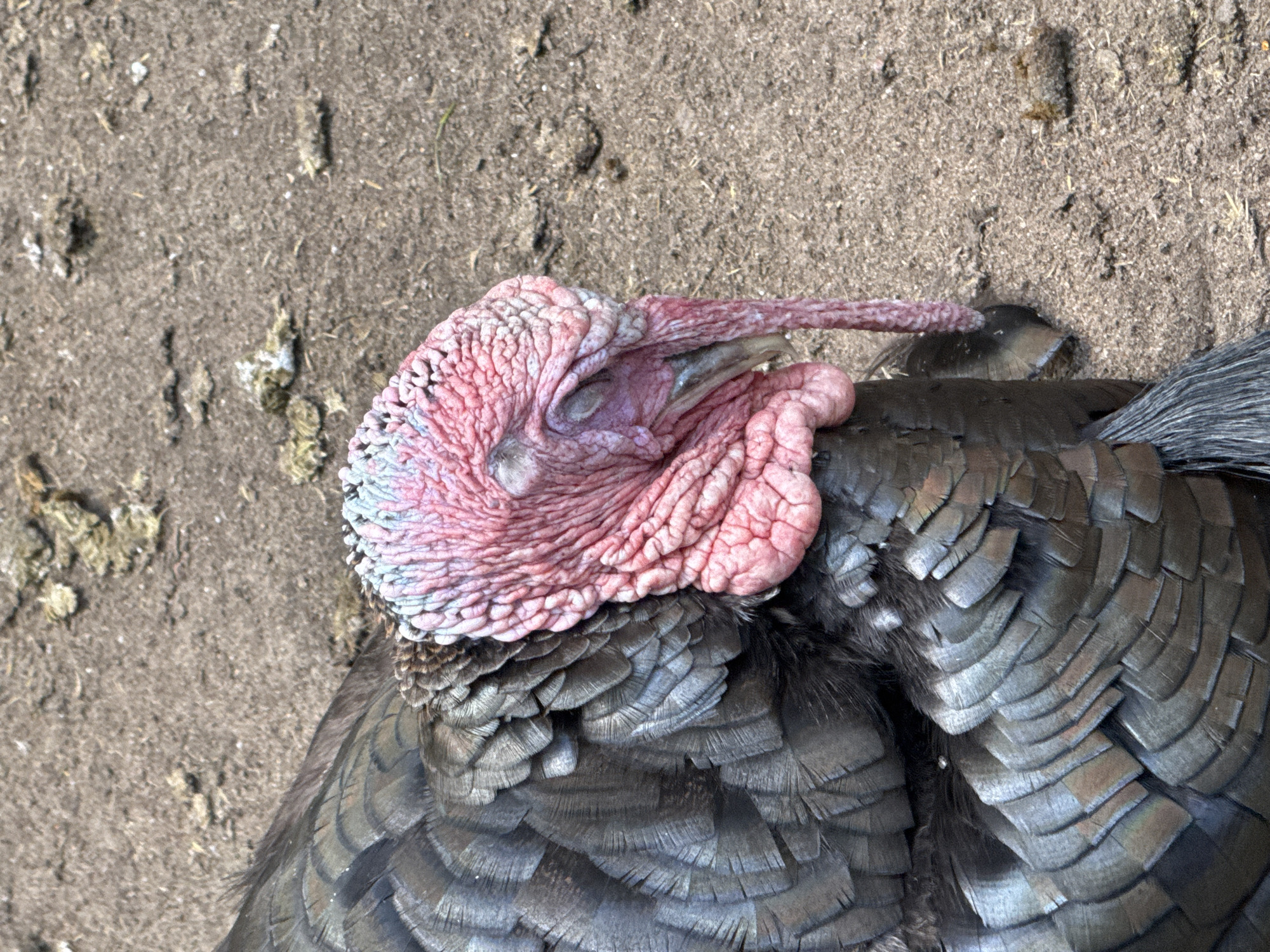 A close-up, eye-level shot shows the head and neck of a turkey resting on dry, sandy ground. The turkey's head is predominantly pink, with wattles and wrinkles visible. Its eyes are closed. The turkey's dark, iridescent feathers are layered and visible on its neck and body. The background is composed of dry, brown soil with scattered debris. There is no indication of the city of Saint Petersburg, Russia, in this image.