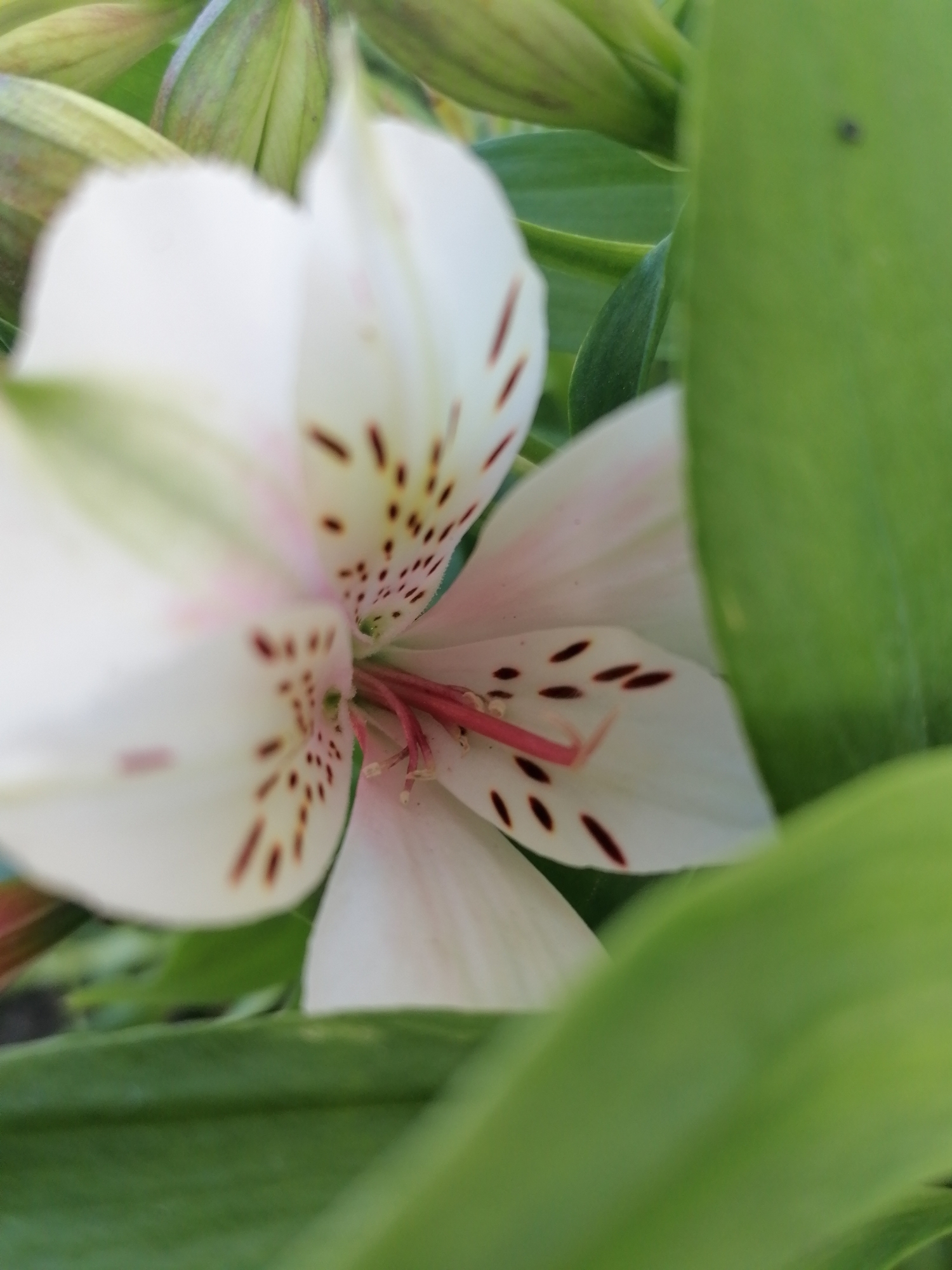 The image is a close-up shot of a white alstroemeria flower with dark speckles and pink accents. The flower is partially obscured by large, out-of-focus green leaves. The background consists of more green leaves and some unfocused buds, also in shades of green and purple. The lighting suggests it is daytime, likely outdoors. The image is taken from a low angle, looking up at the flower. There are no people or any identifiable urban elements in the frame.