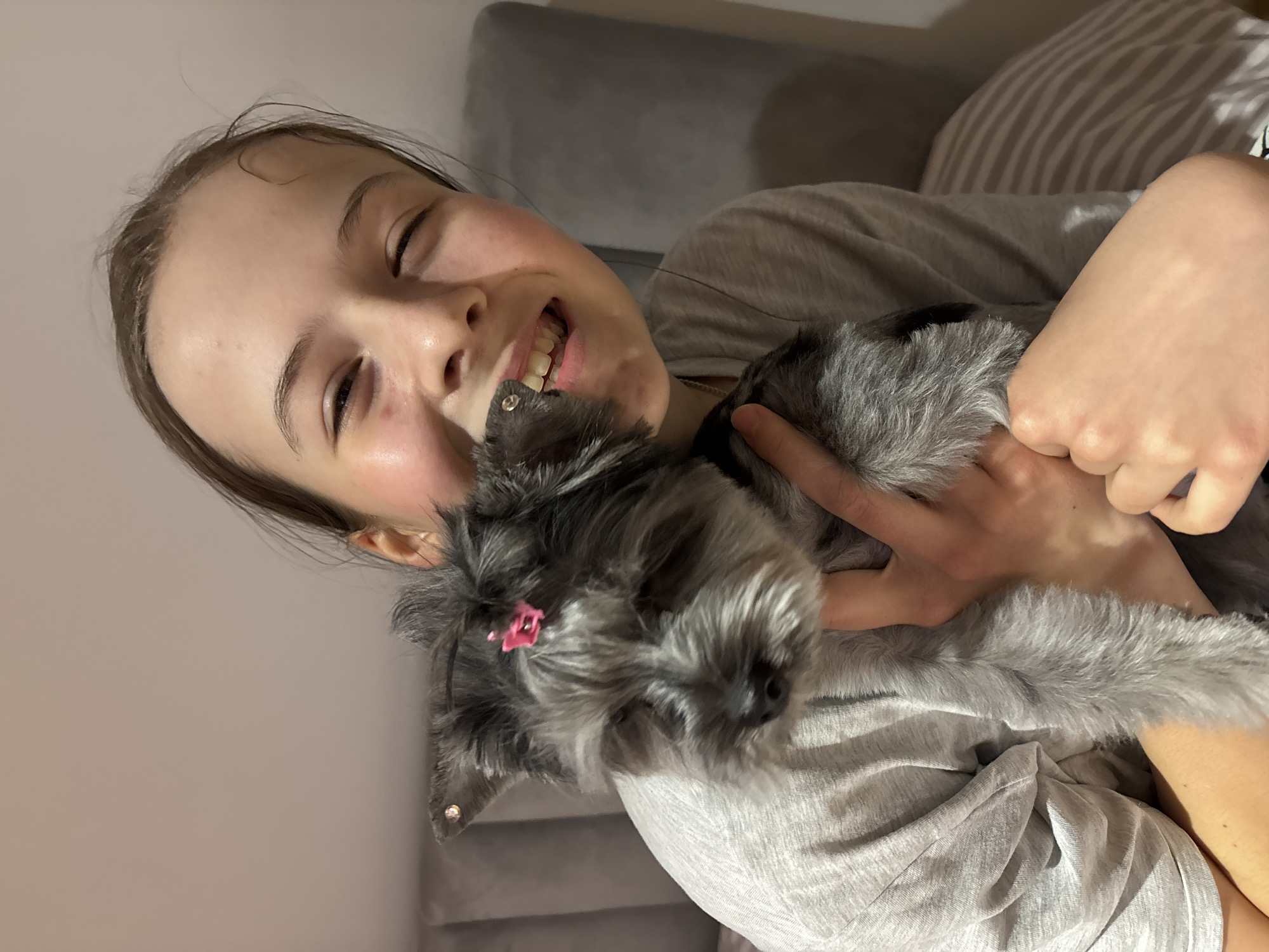 A young girl is holding a gray Schnauzer dog. The dog has a pink flower clip in its hair. The girl is smiling and has fair skin and brown hair. They are both wearing gray shirts and are indoors against a neutral-colored background. The location is not discernible as Chaikovsky, Russia.
